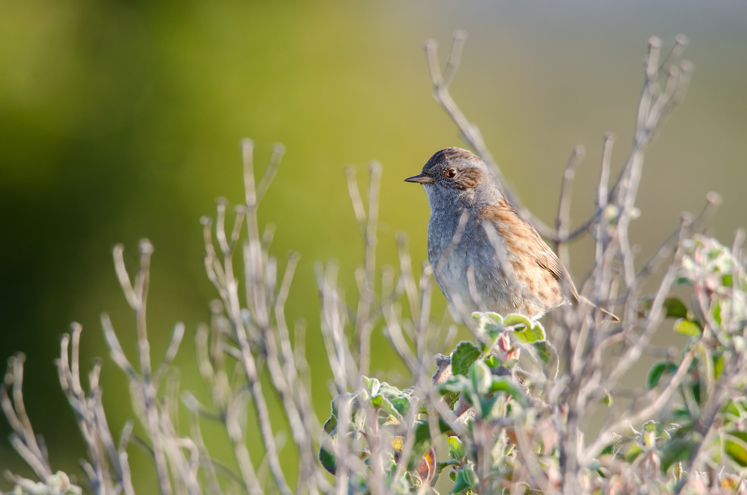 Passera Dunnock