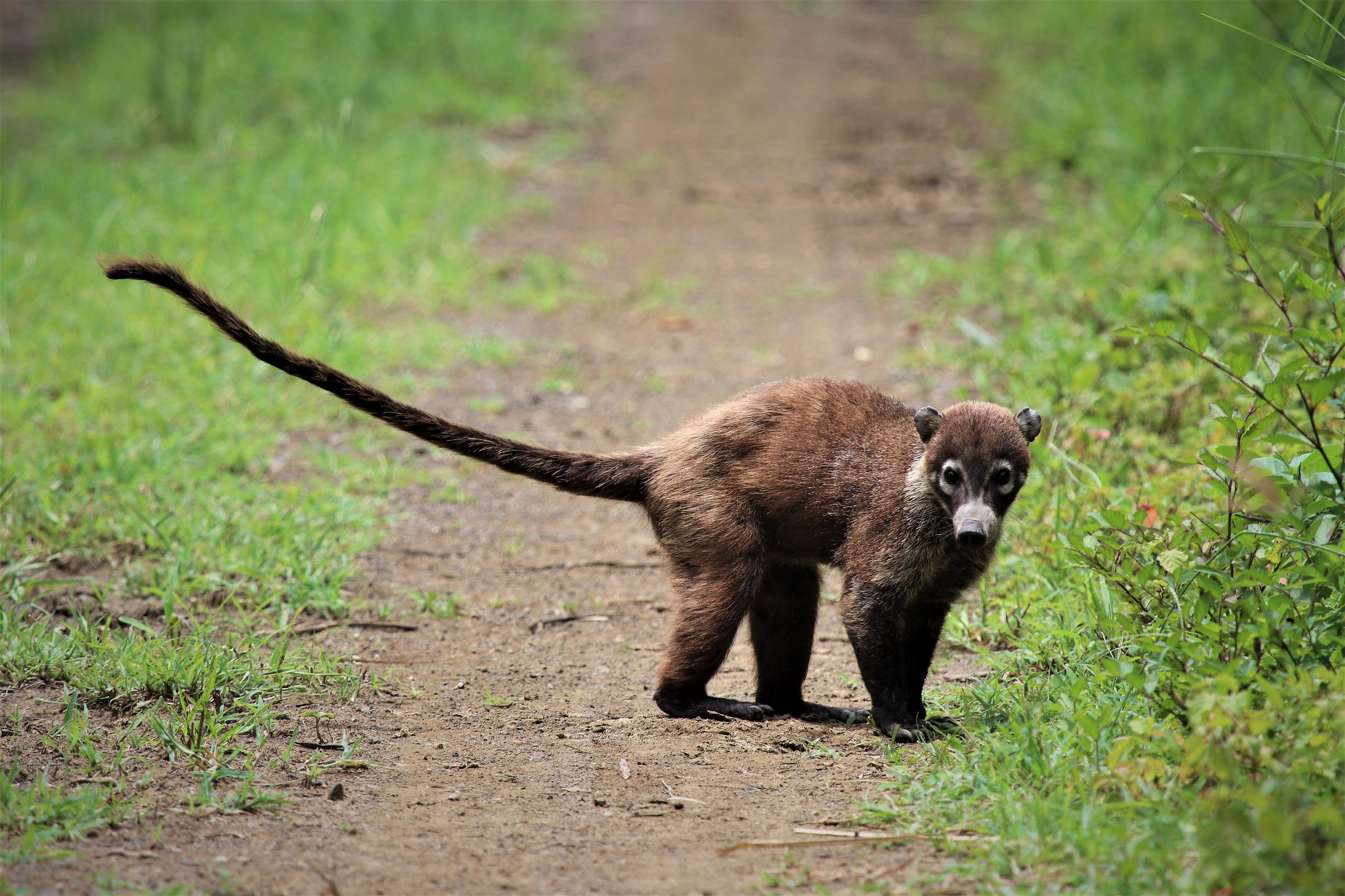 Coati