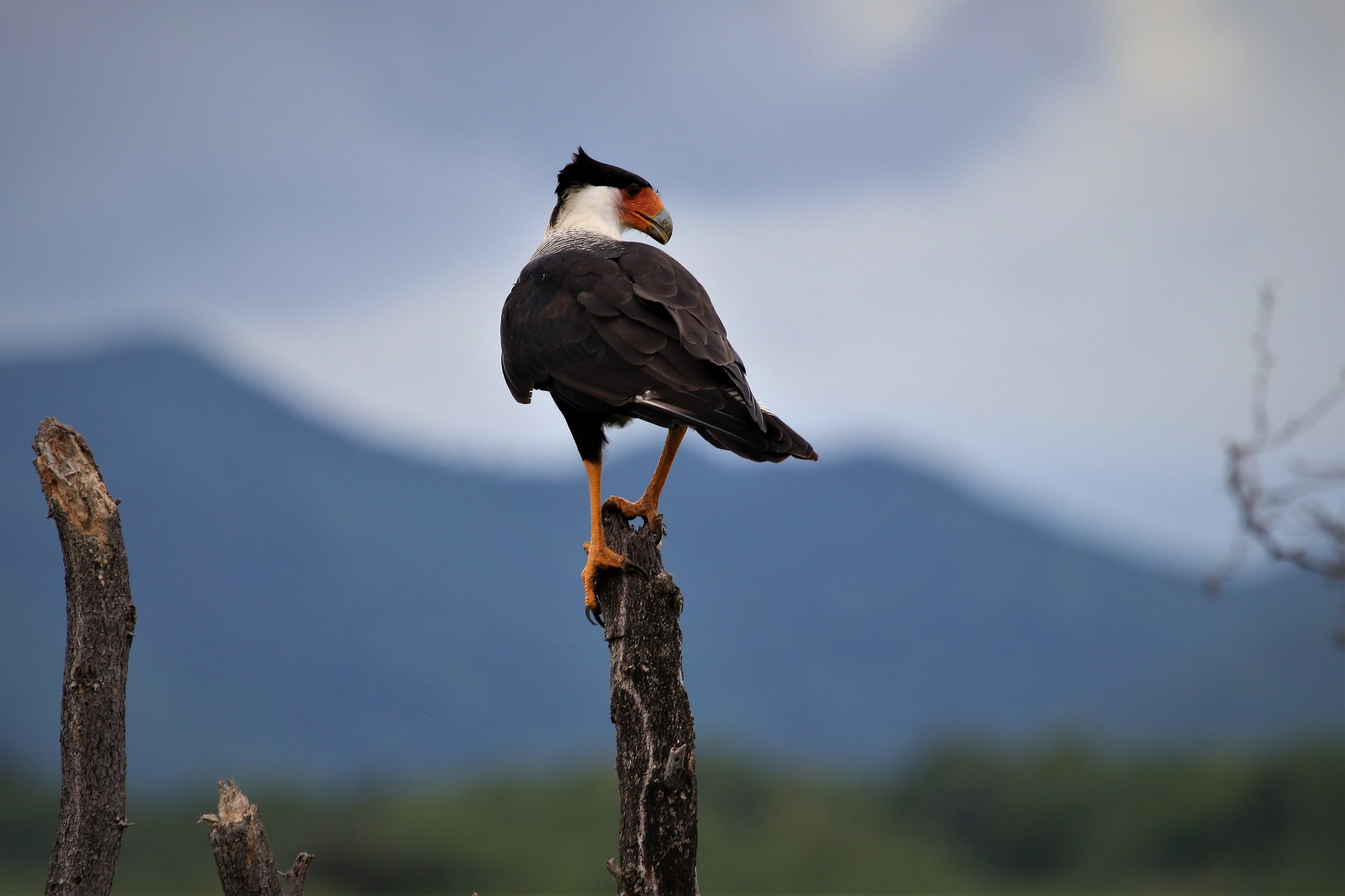 Caracara