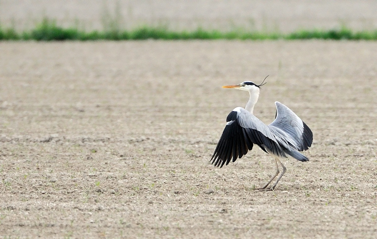 Grey Heron