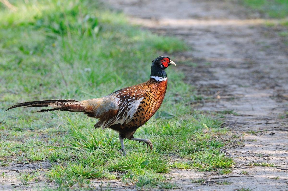Pheasant