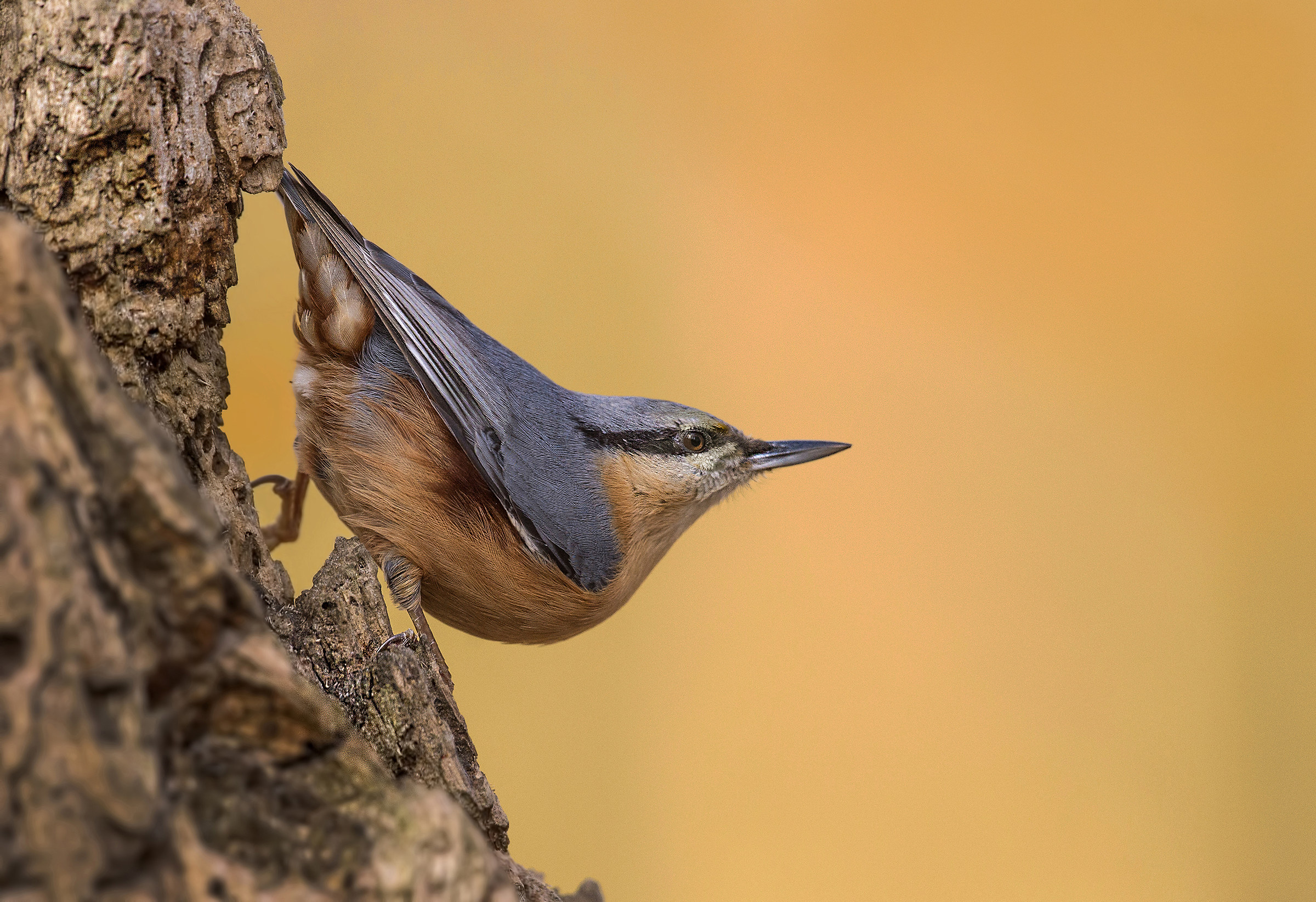 Nuthatch