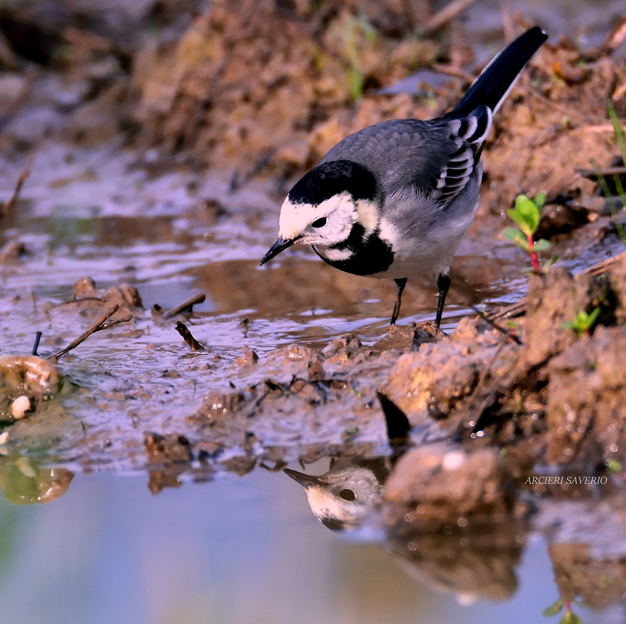 Fammi guardare allo specchio prima di volare