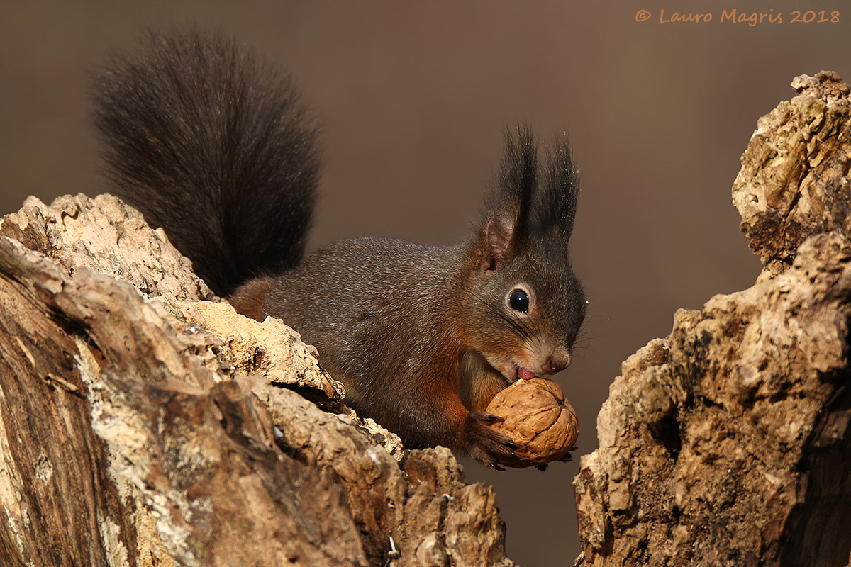 La noce e la linguetta