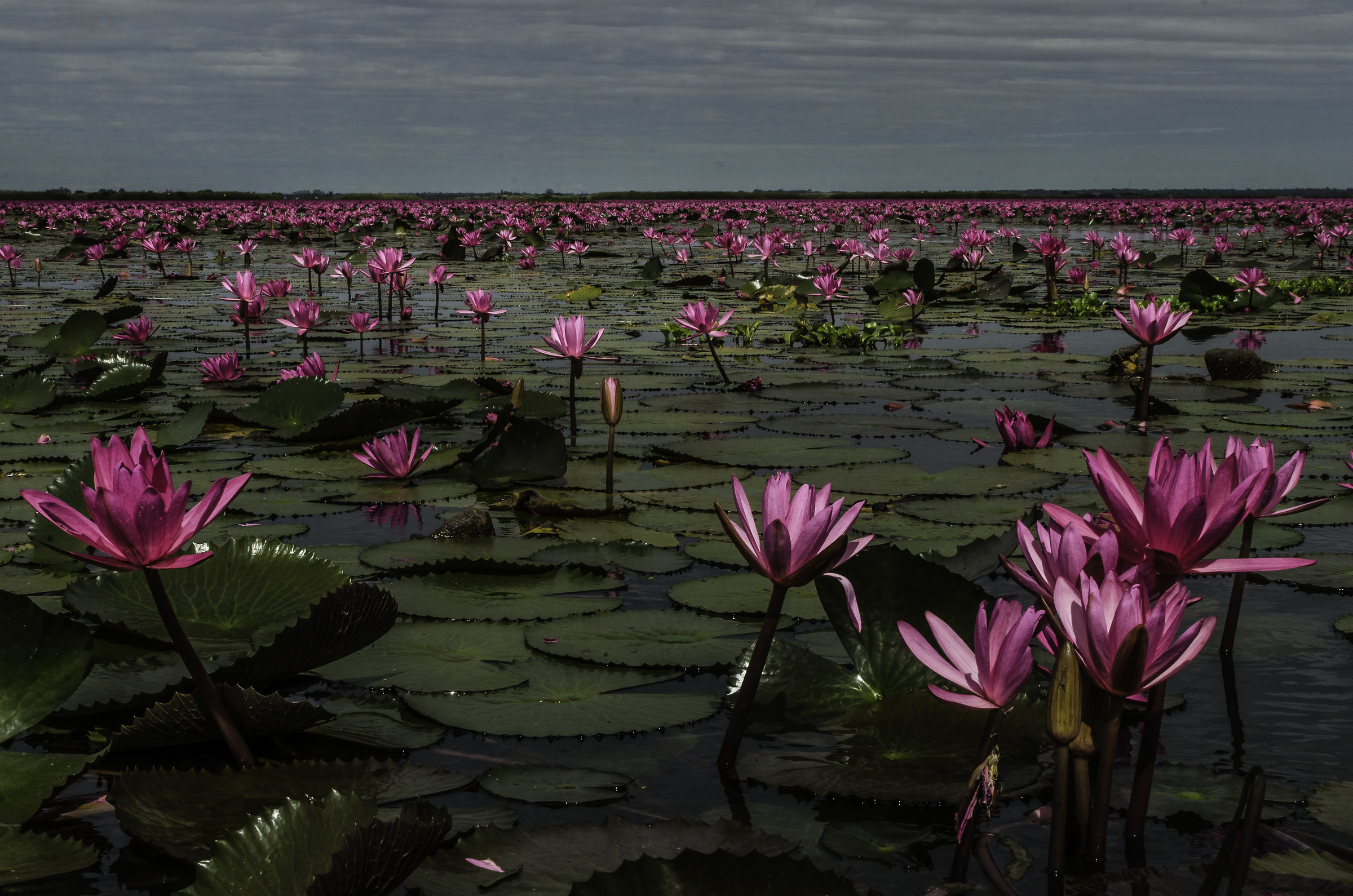 Lotus Flower Lake