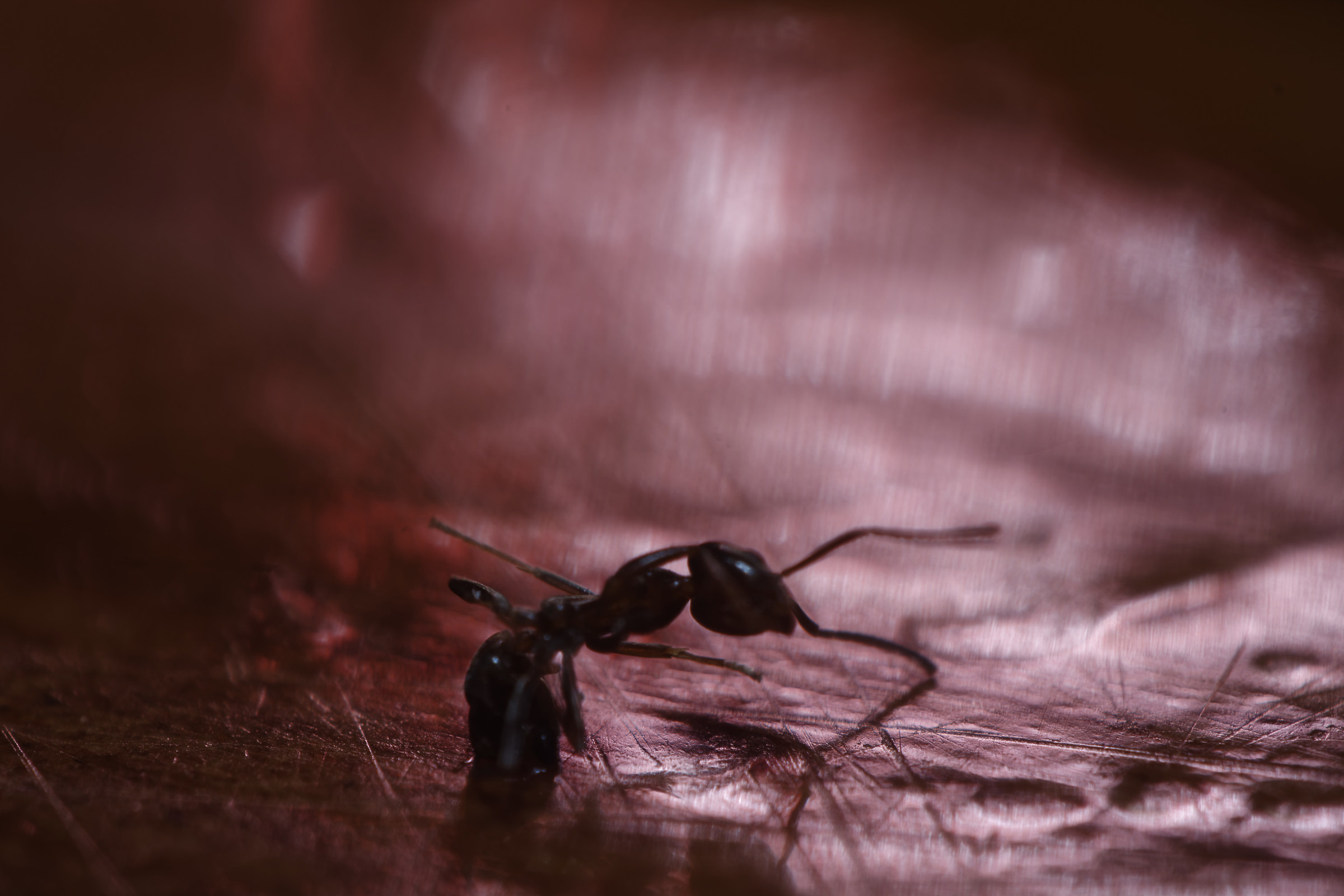 Dark Ant