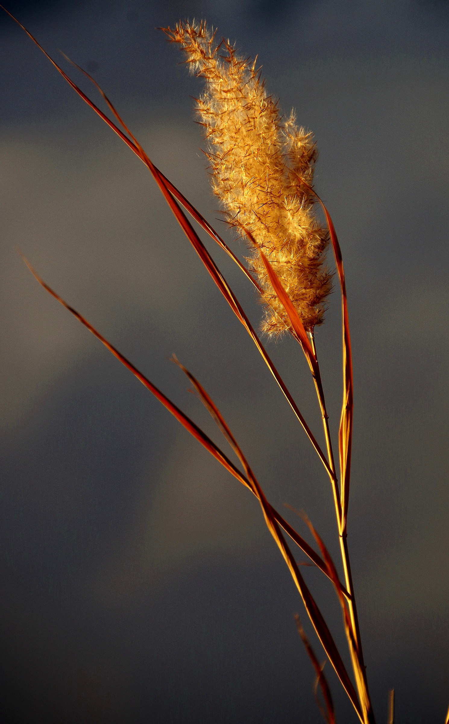 Reed in the evening light