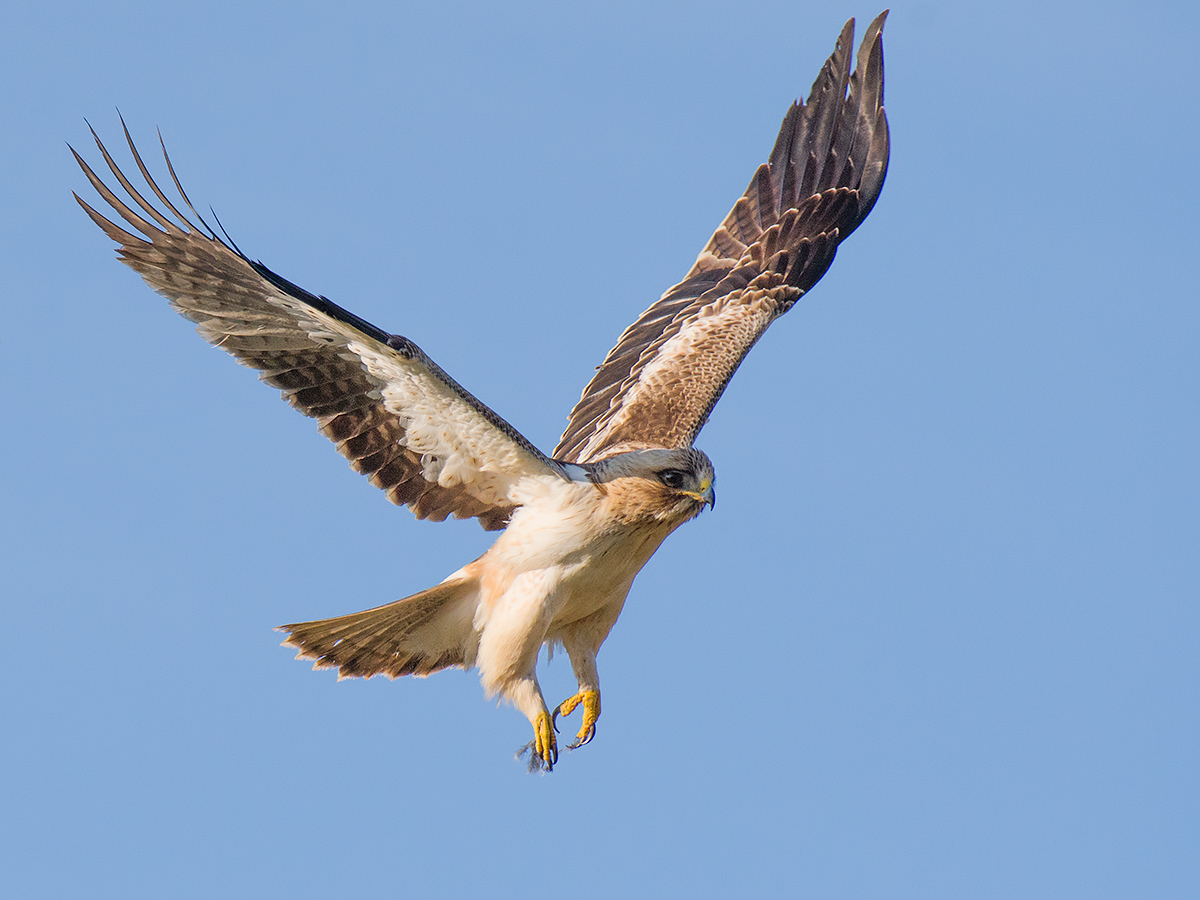 Lesser Eagle (light morphism)