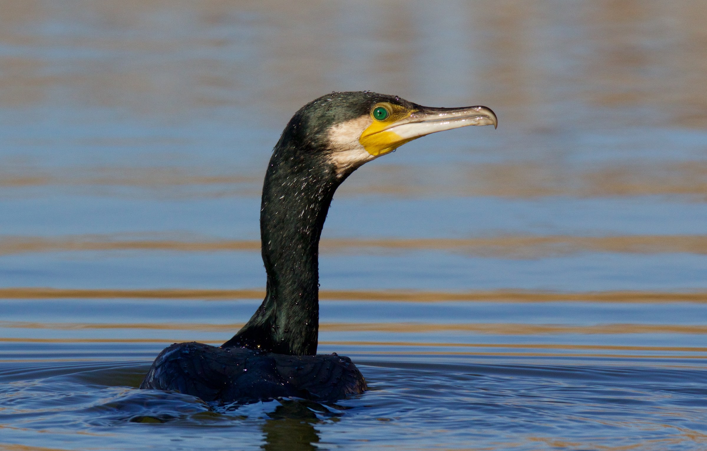 cormorano