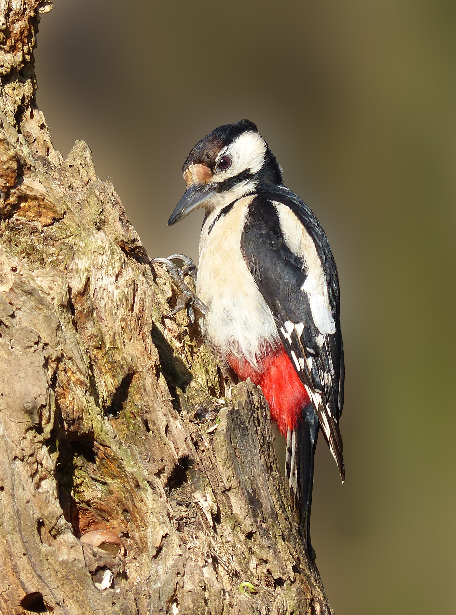 Senior Red Woodpeckers