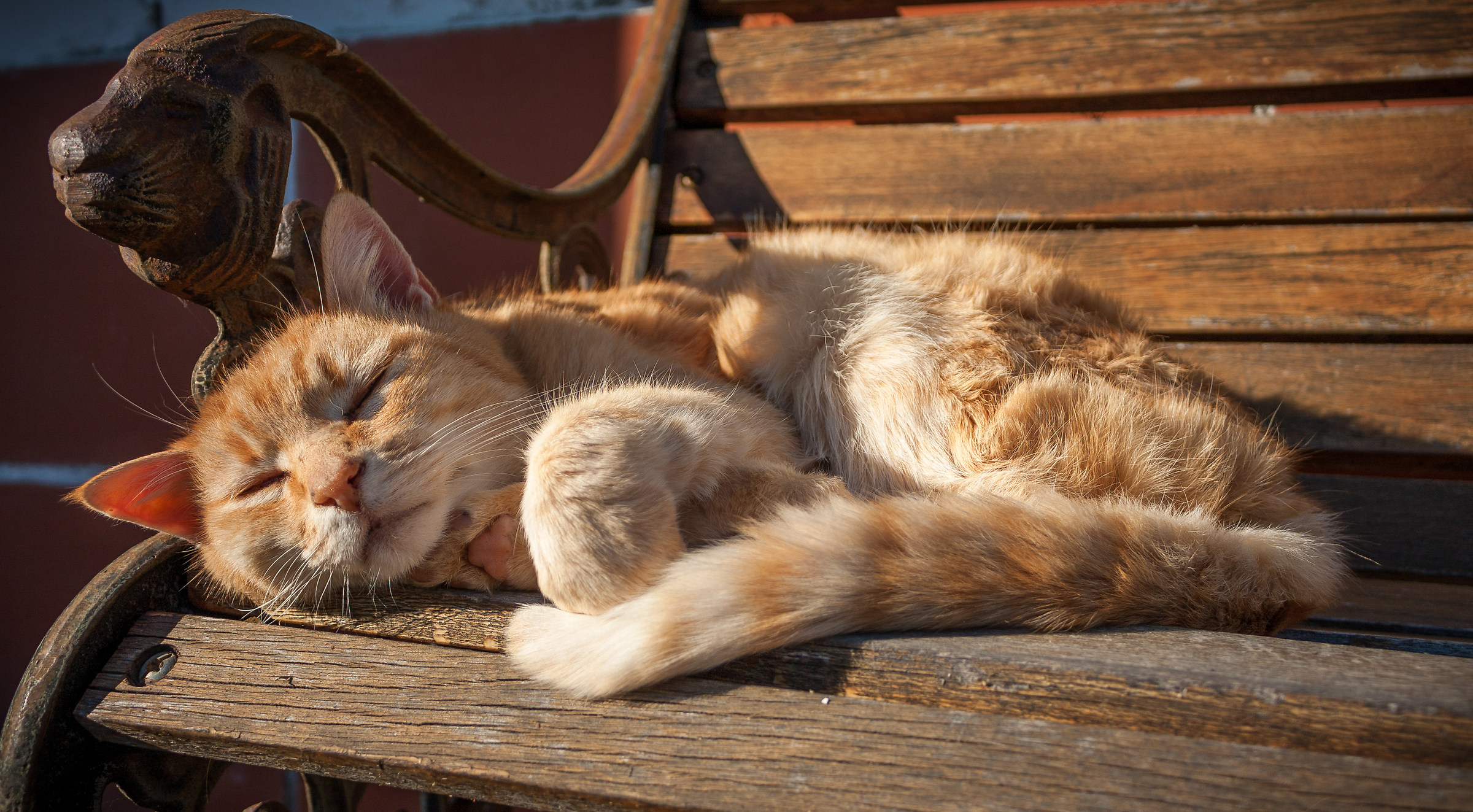 Leone sopra, gatto sotto.