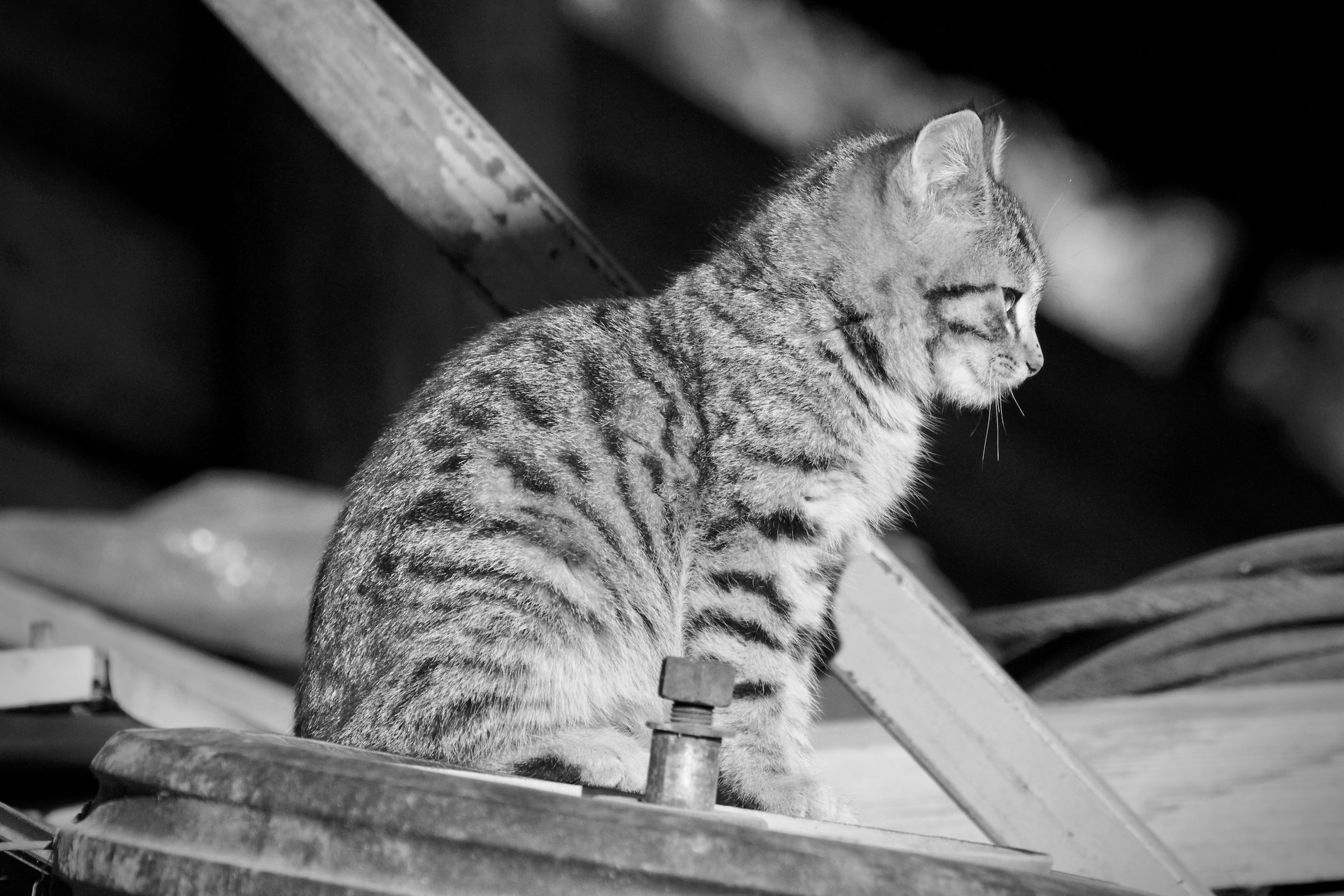 Gattina tra i ruderi