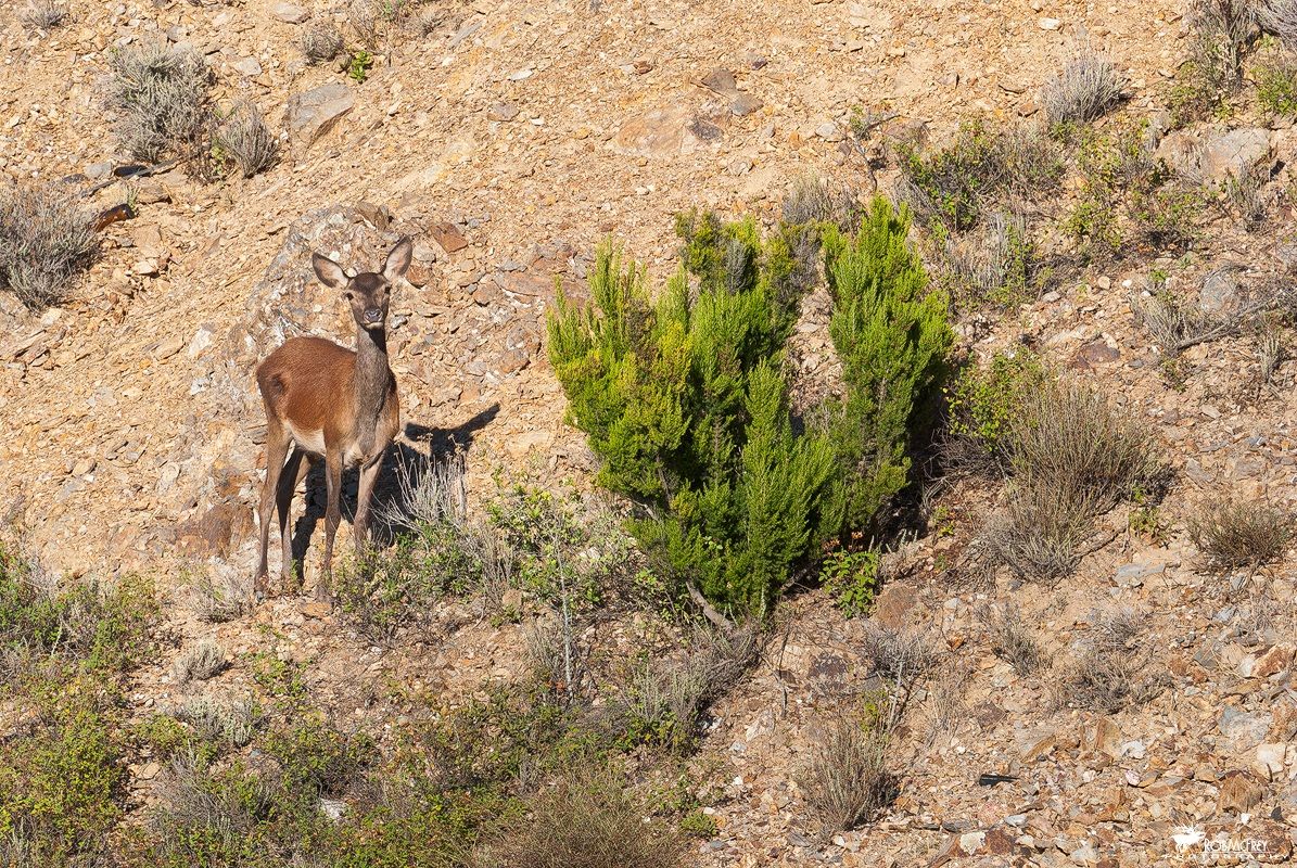Cucciolo di Cervo Sardo