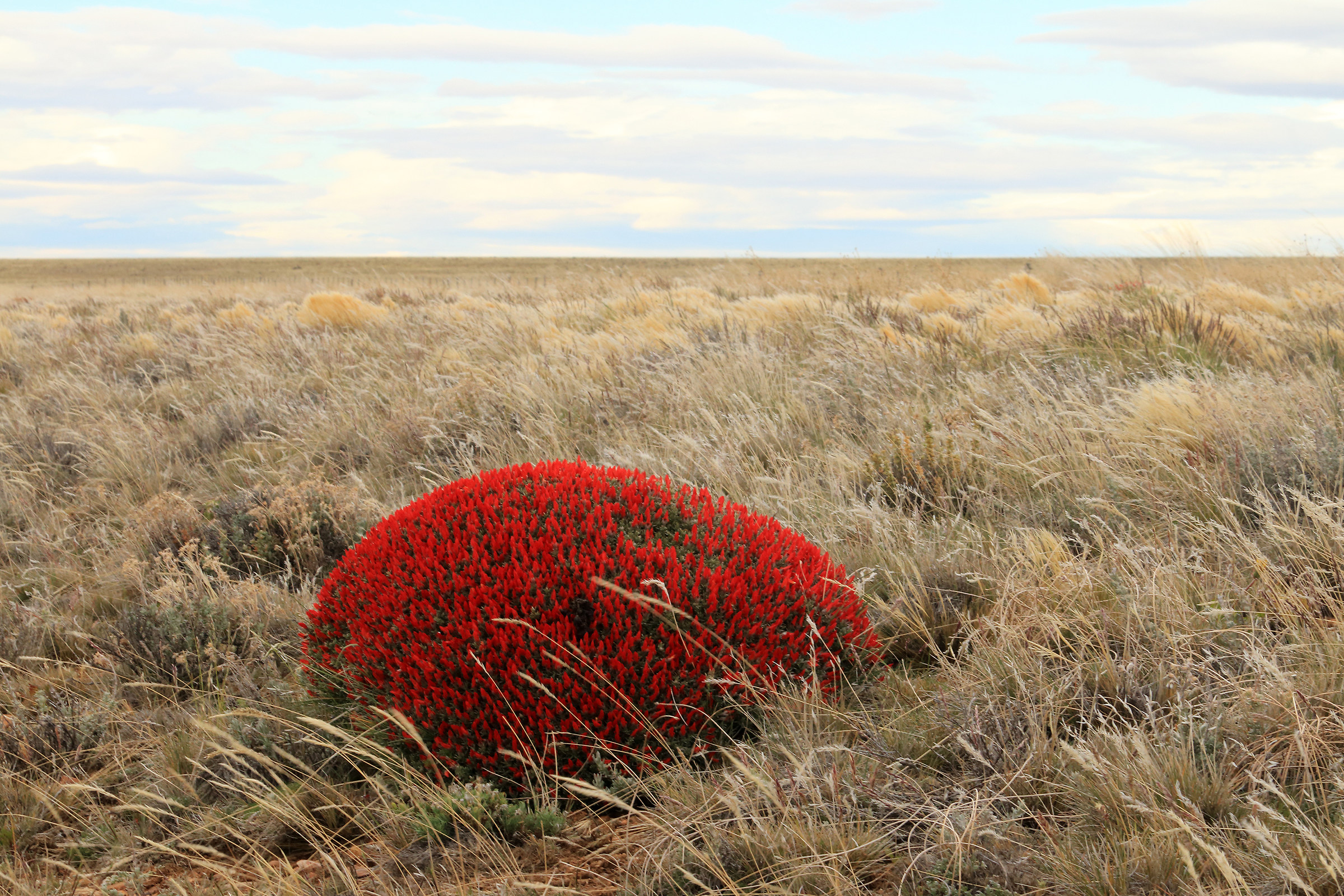 Flowers in the Argentine Puna