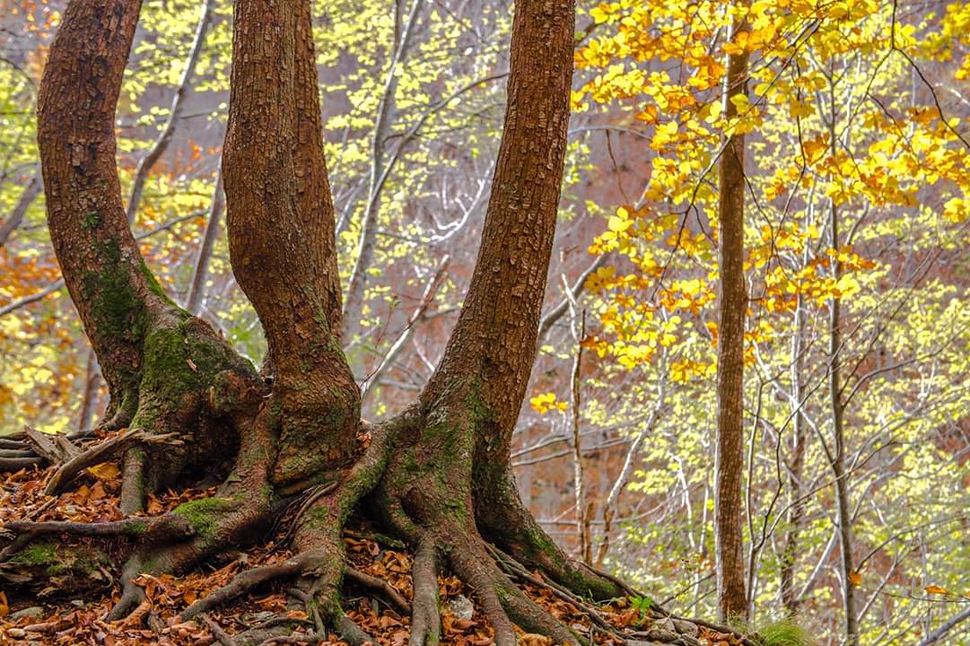 Boschetto S Spirito a Majella