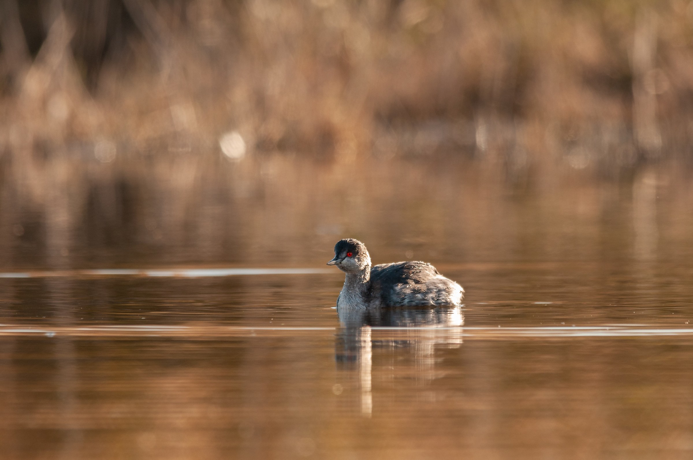 Small Grebe at sunset