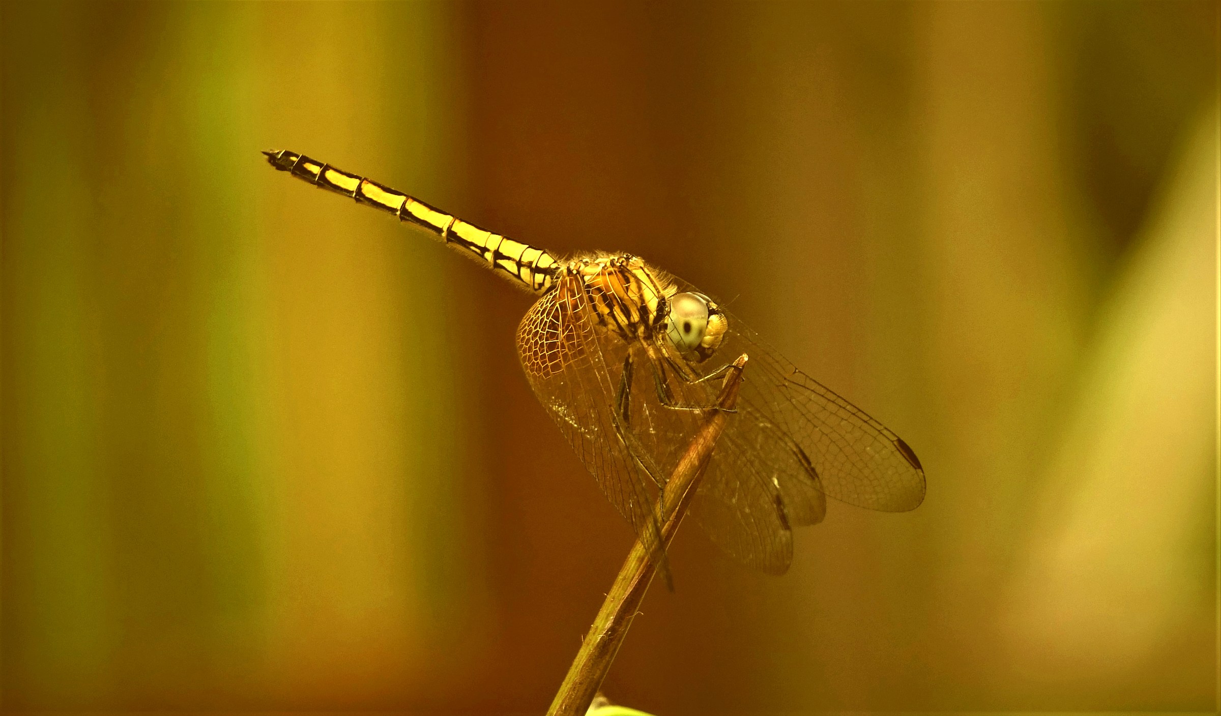 Libellula