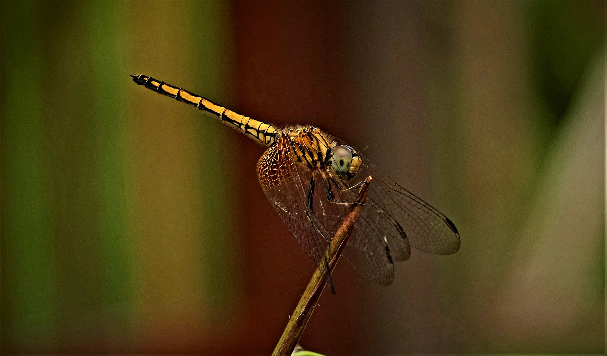 Dragonfly