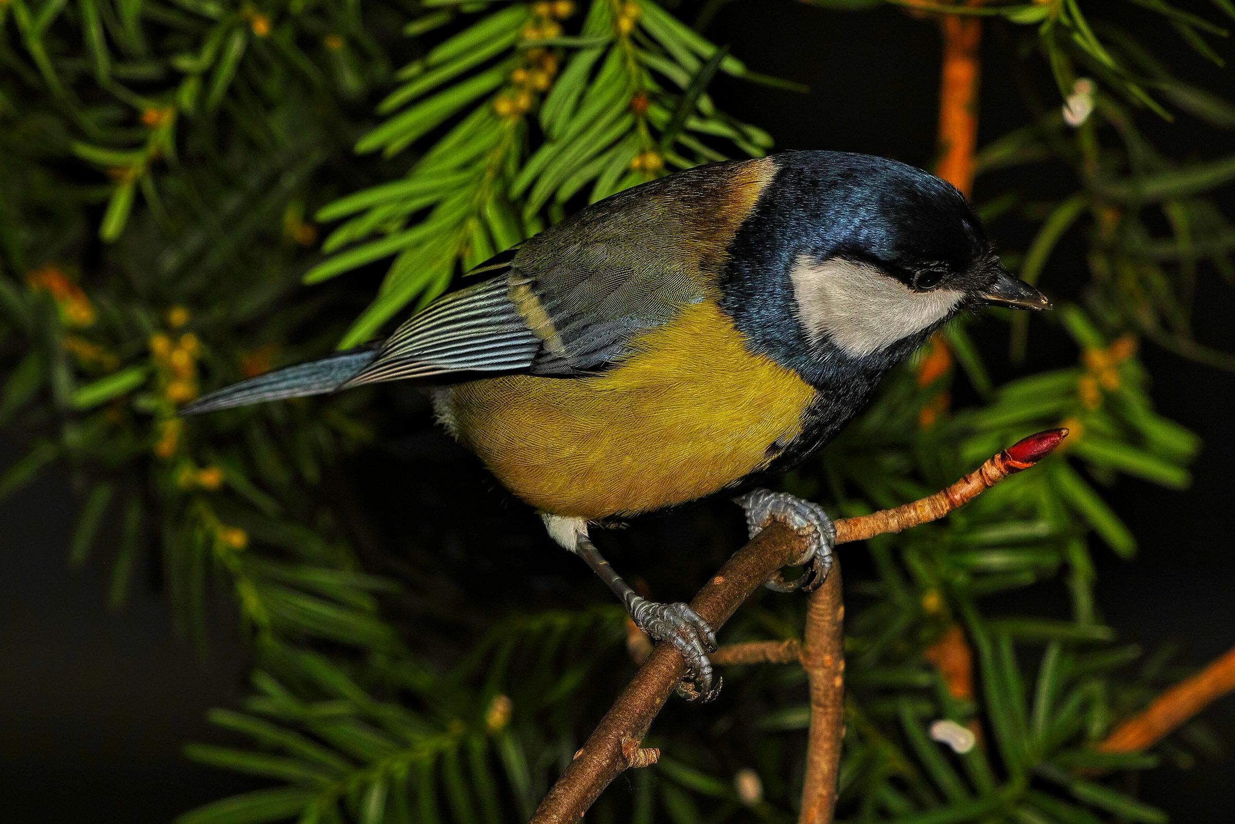 Parus major
