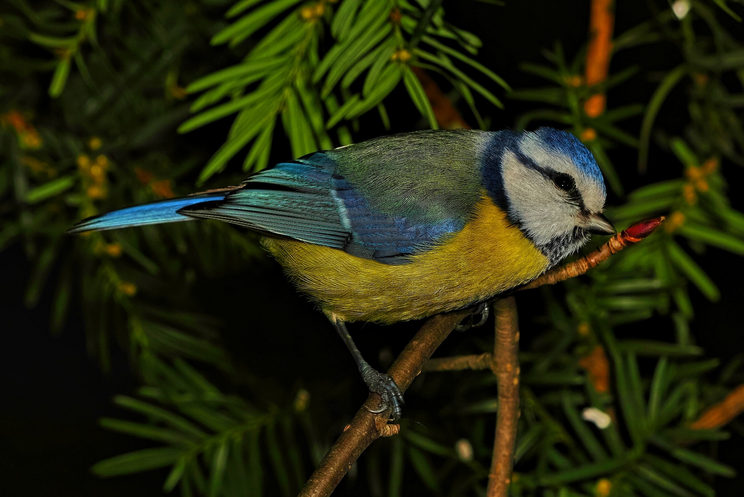Cyanistes caeruleus