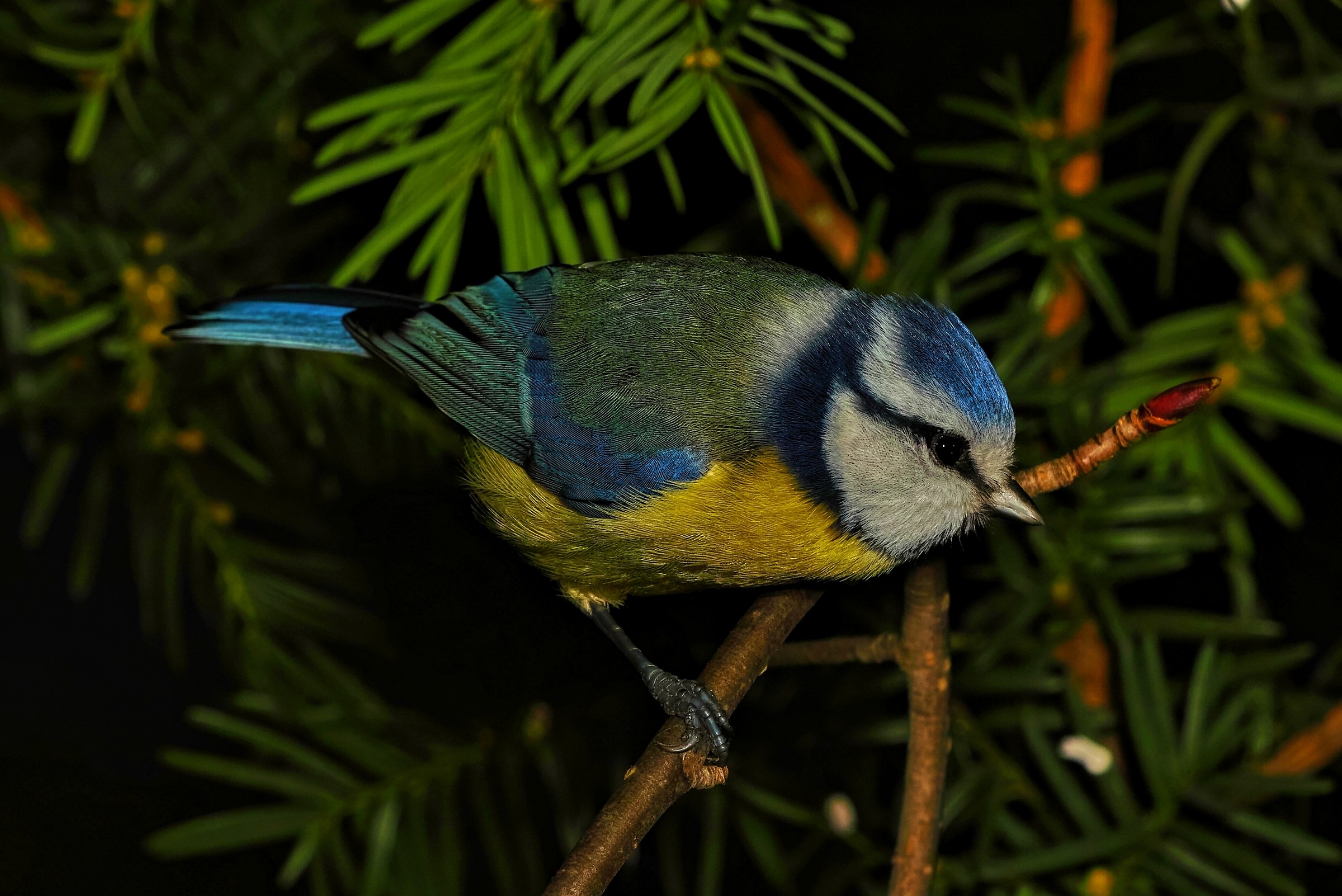 Cyanistes caeruleus