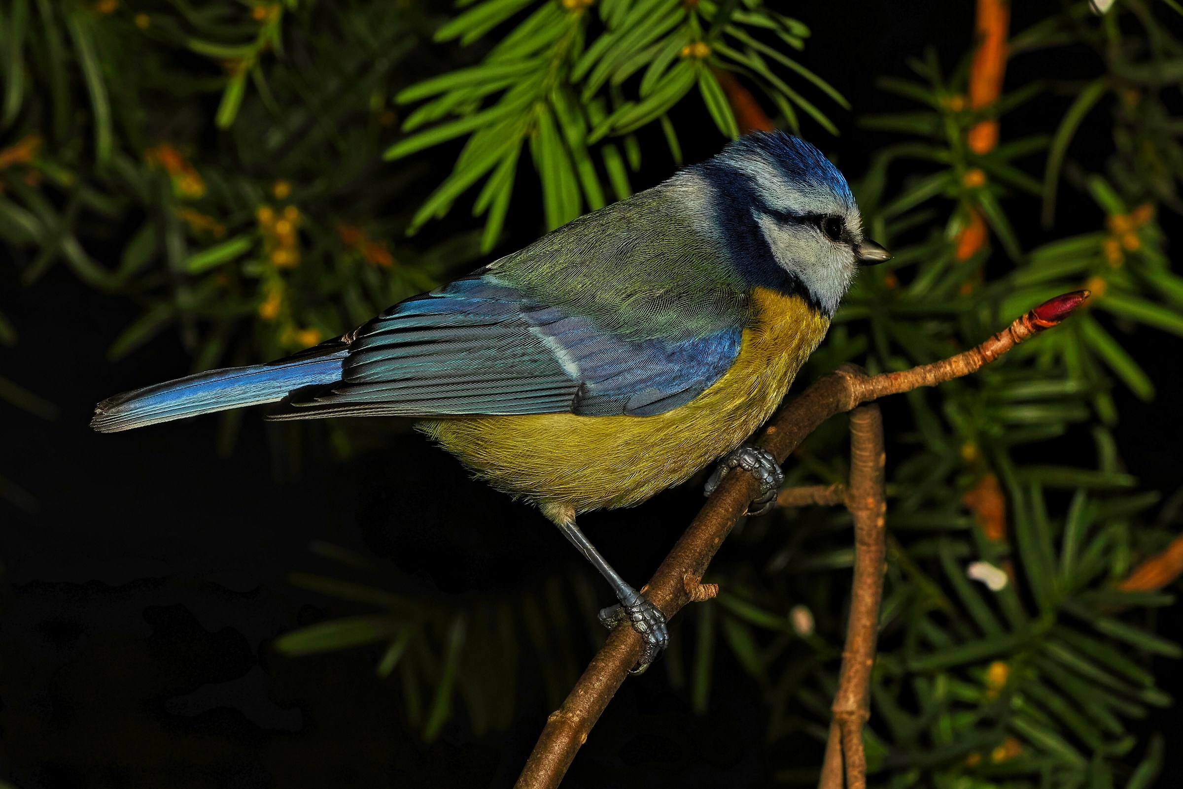 Cyanistes caeruleus