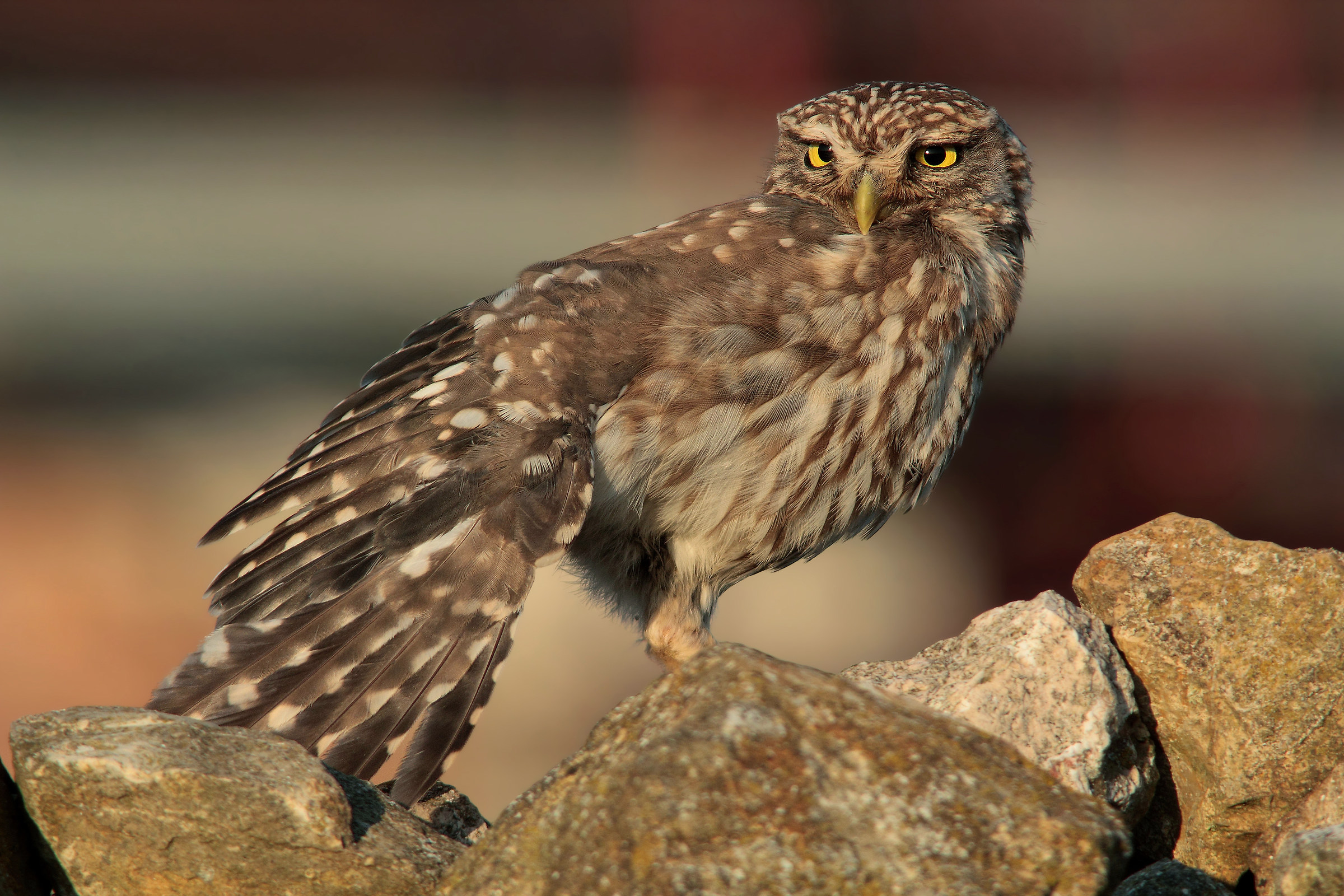 Closing Owl Year 2018