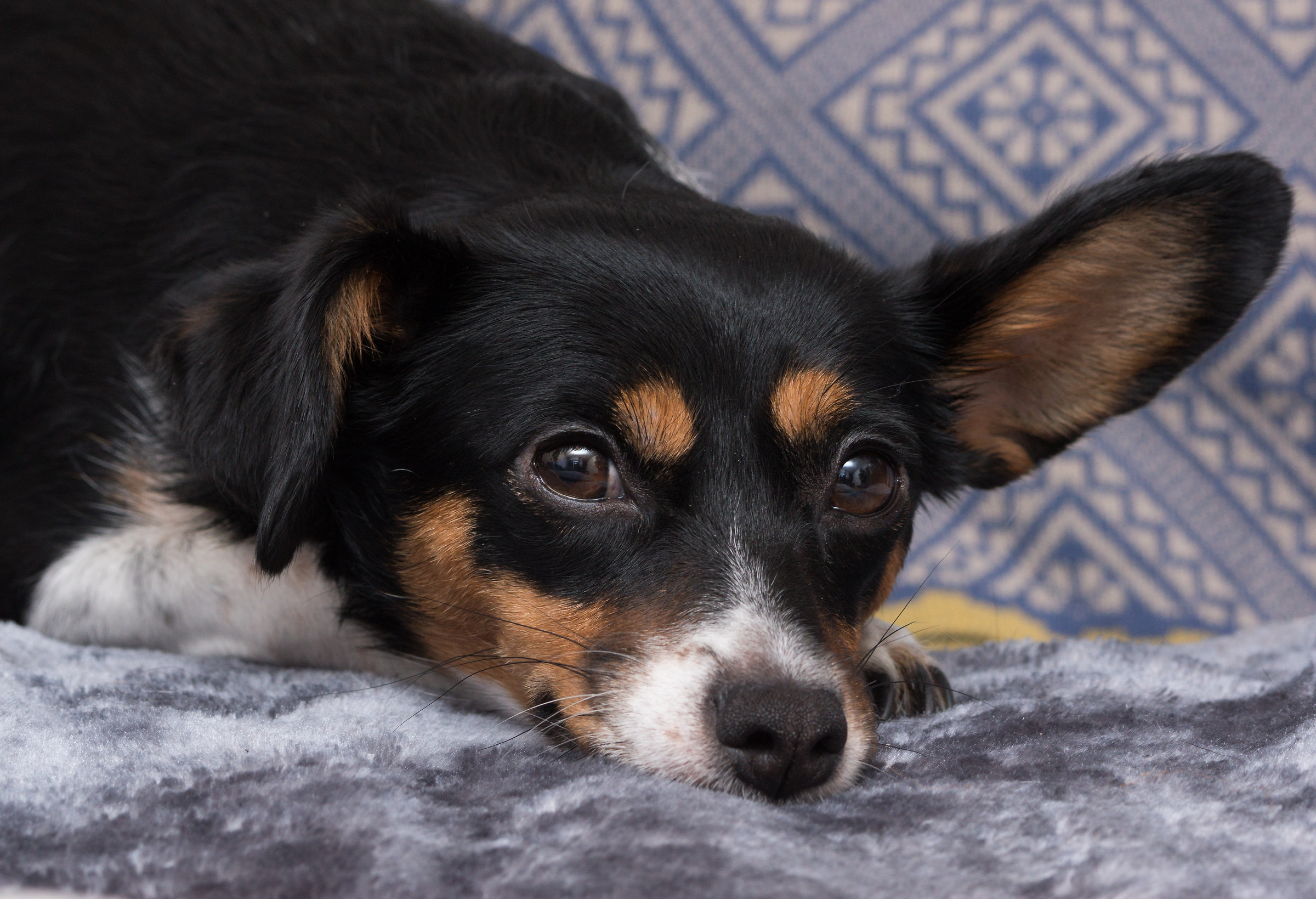 I'm not going for a walk