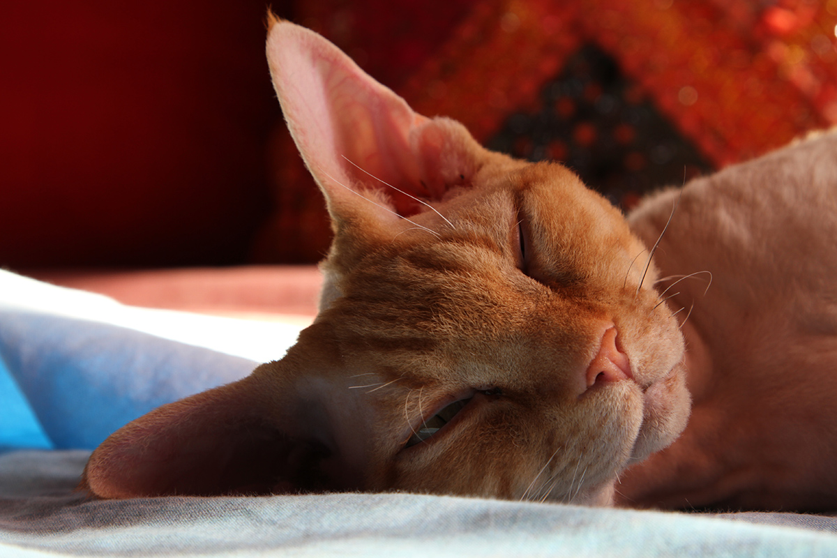 Ollivander - Devon Rex