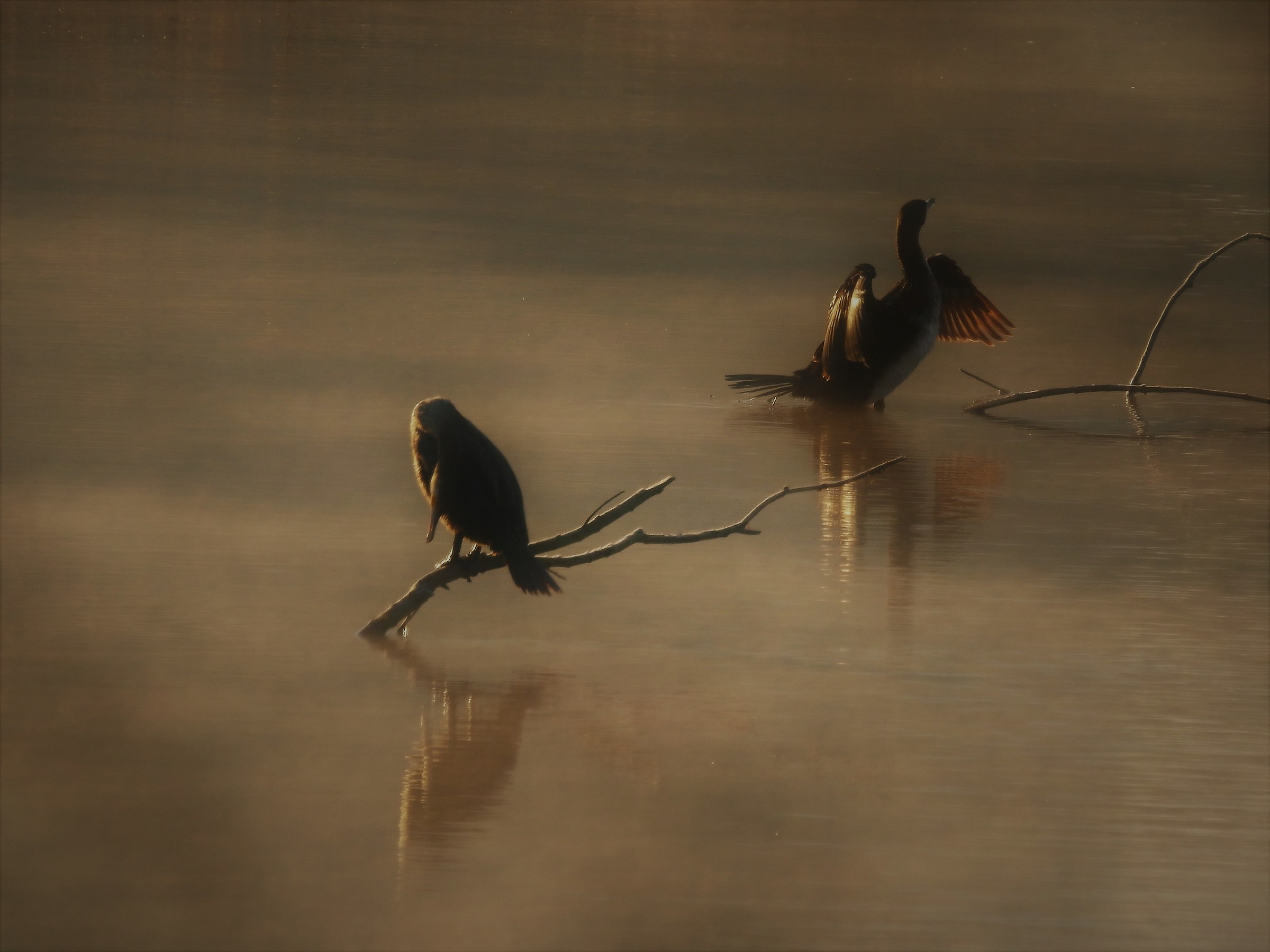 Cormorani(lago di Busche)