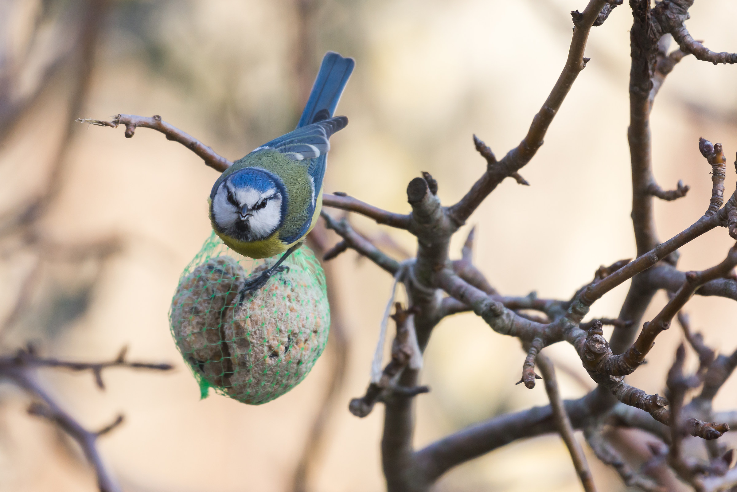 Don't come any closer!