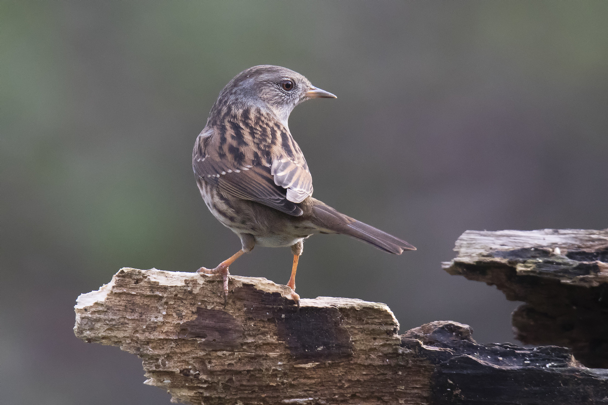 Prunella Modularis (Flounder Scopaiola)