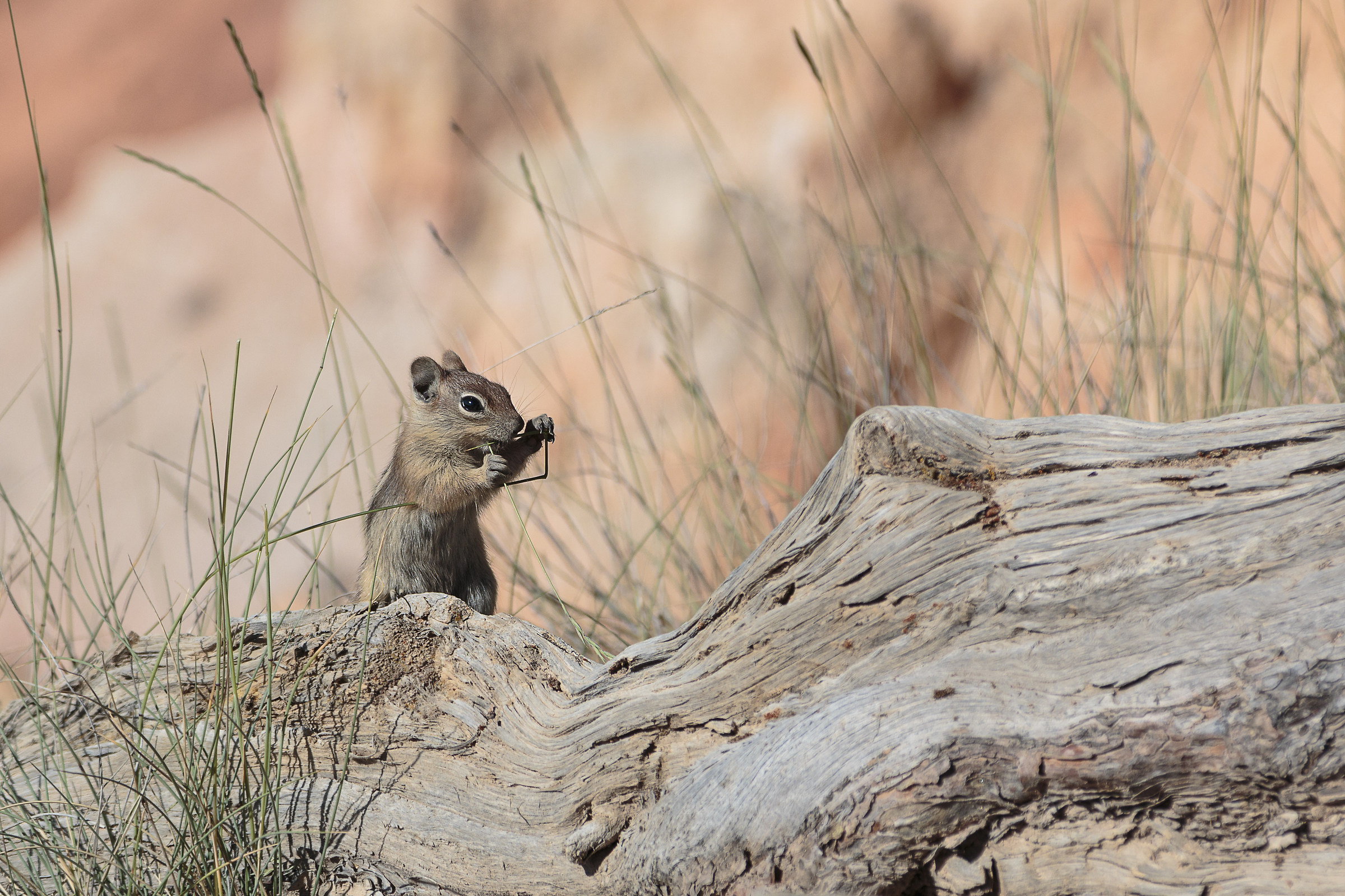 Lo Scoiattolo del l'America del West