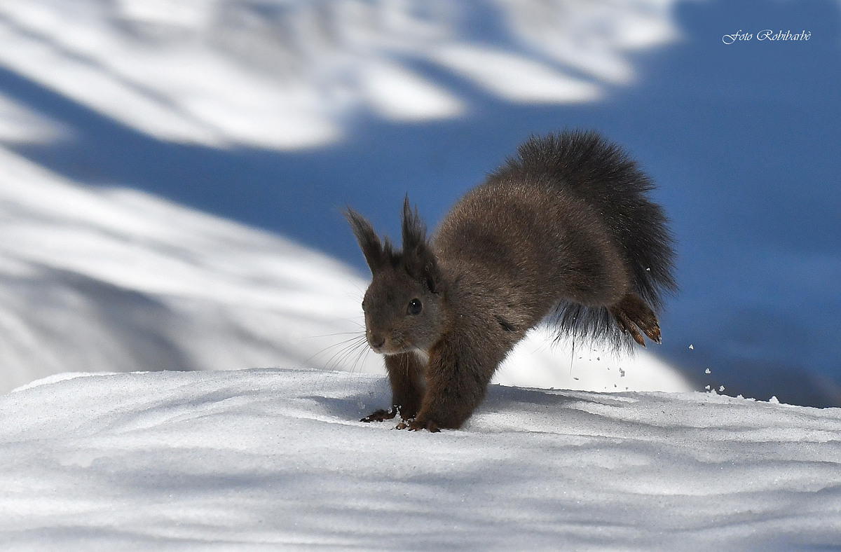 The squirrel... kicking...
