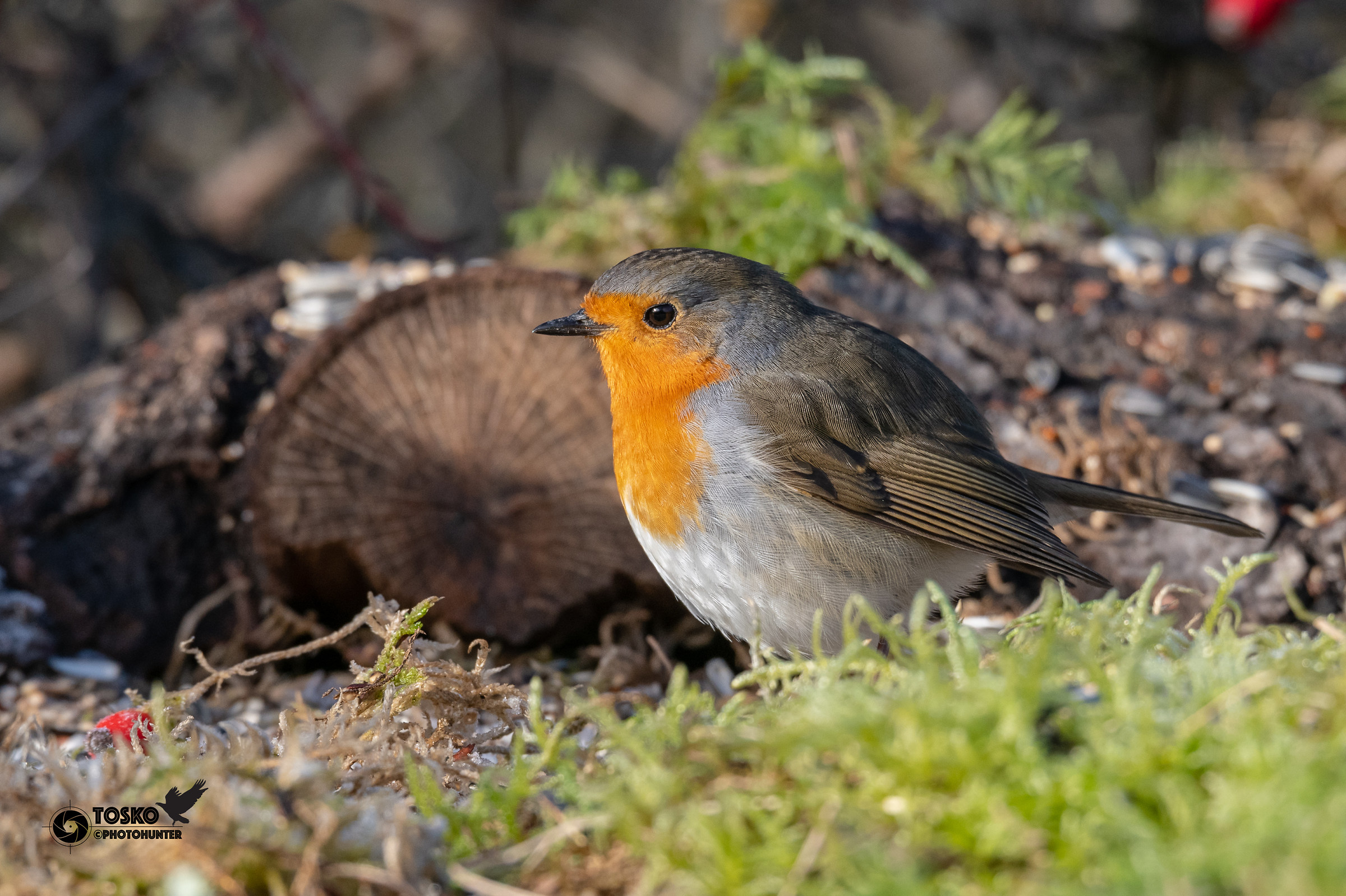 pettirosso in primo piano (Erithacus rubecula)