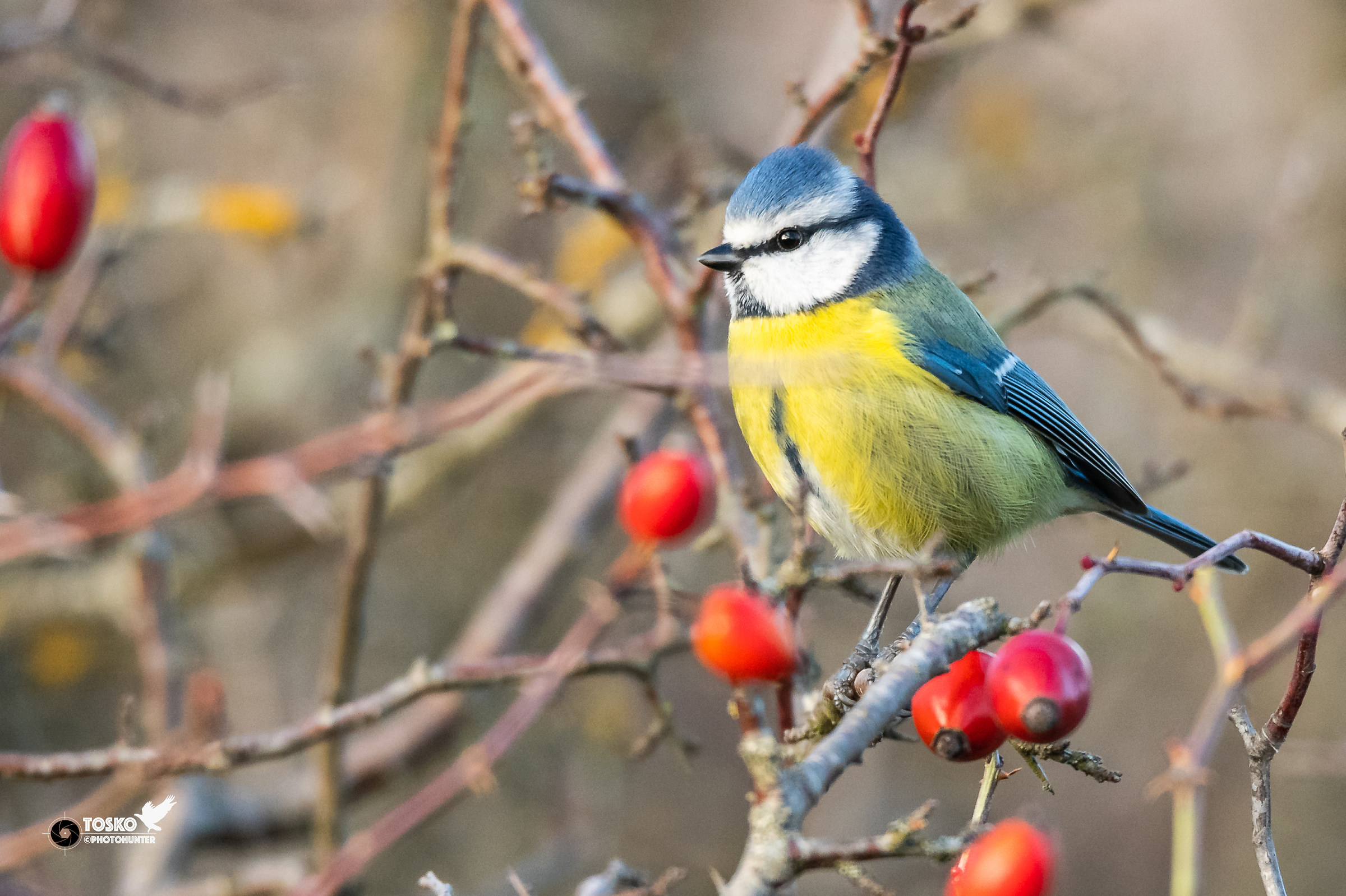 cinciarella in inverno (Cyanistes caeruleus)