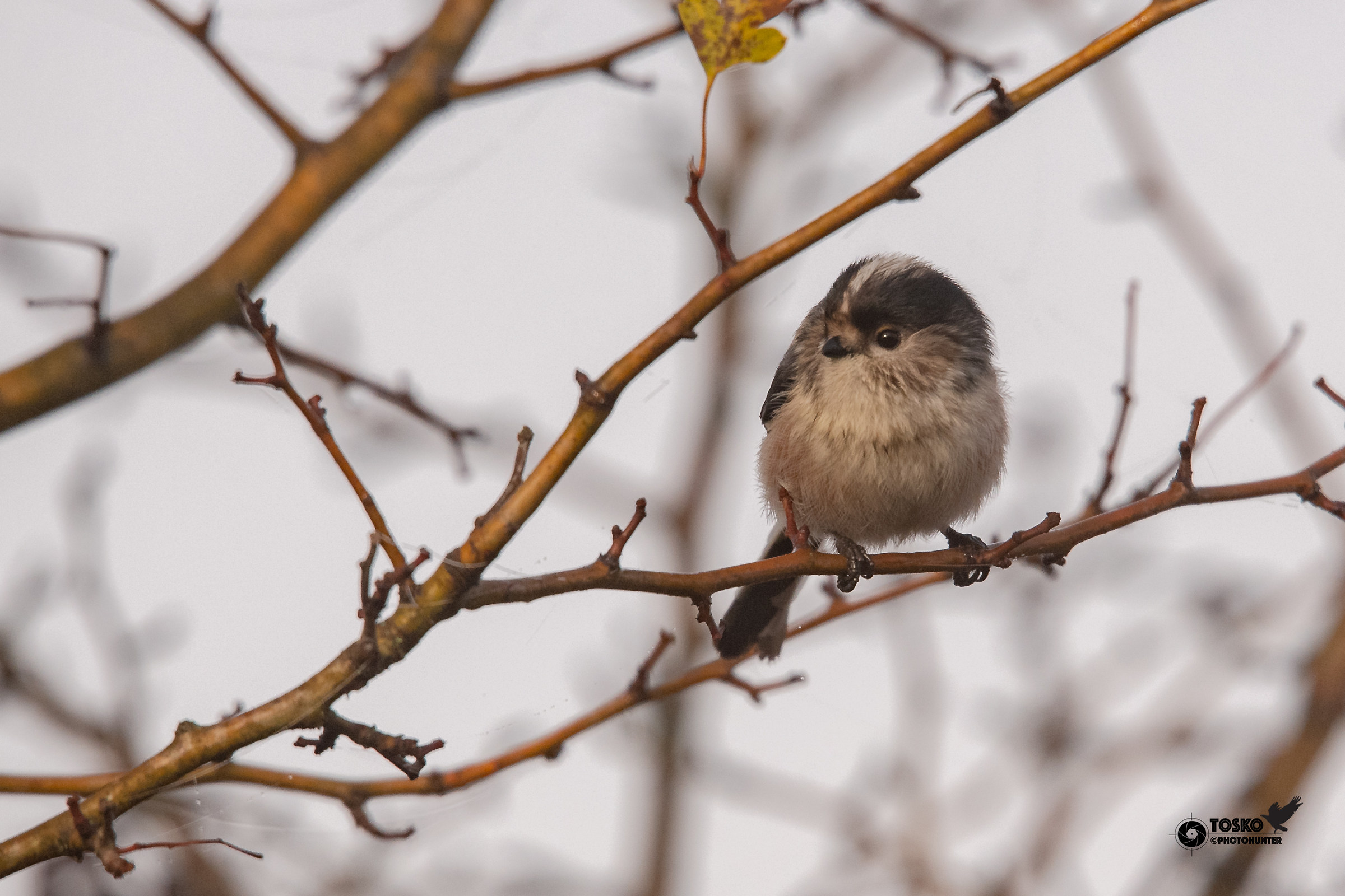 codibugnolo (Aegithalos caudatus)...batuffolo