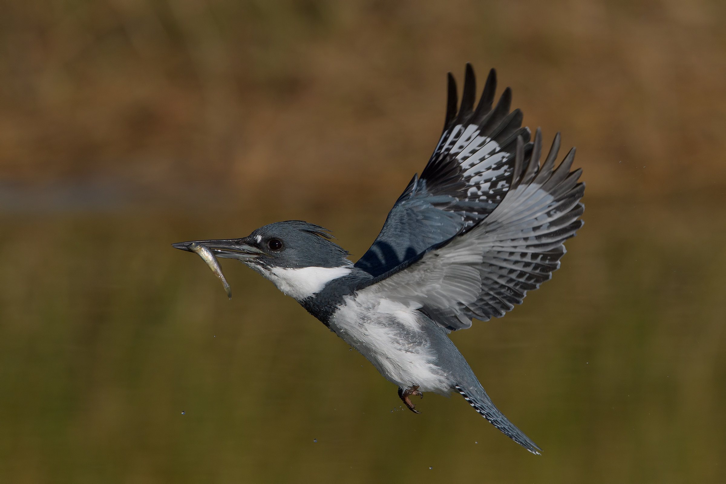 Belted Kingfisher