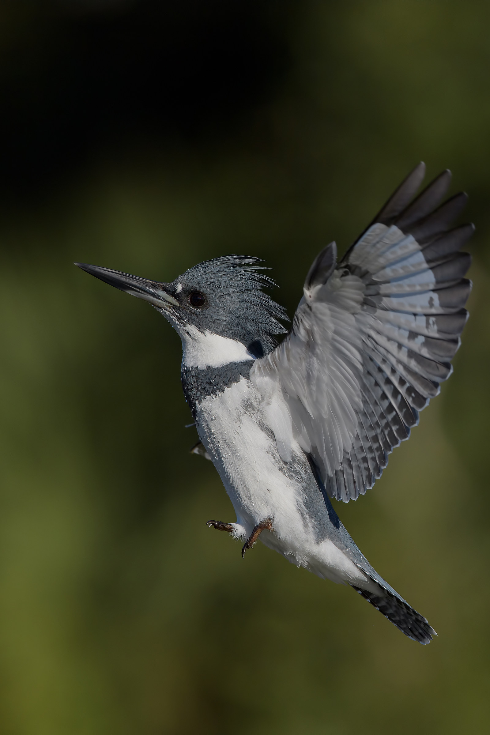 Belted Kingfisher