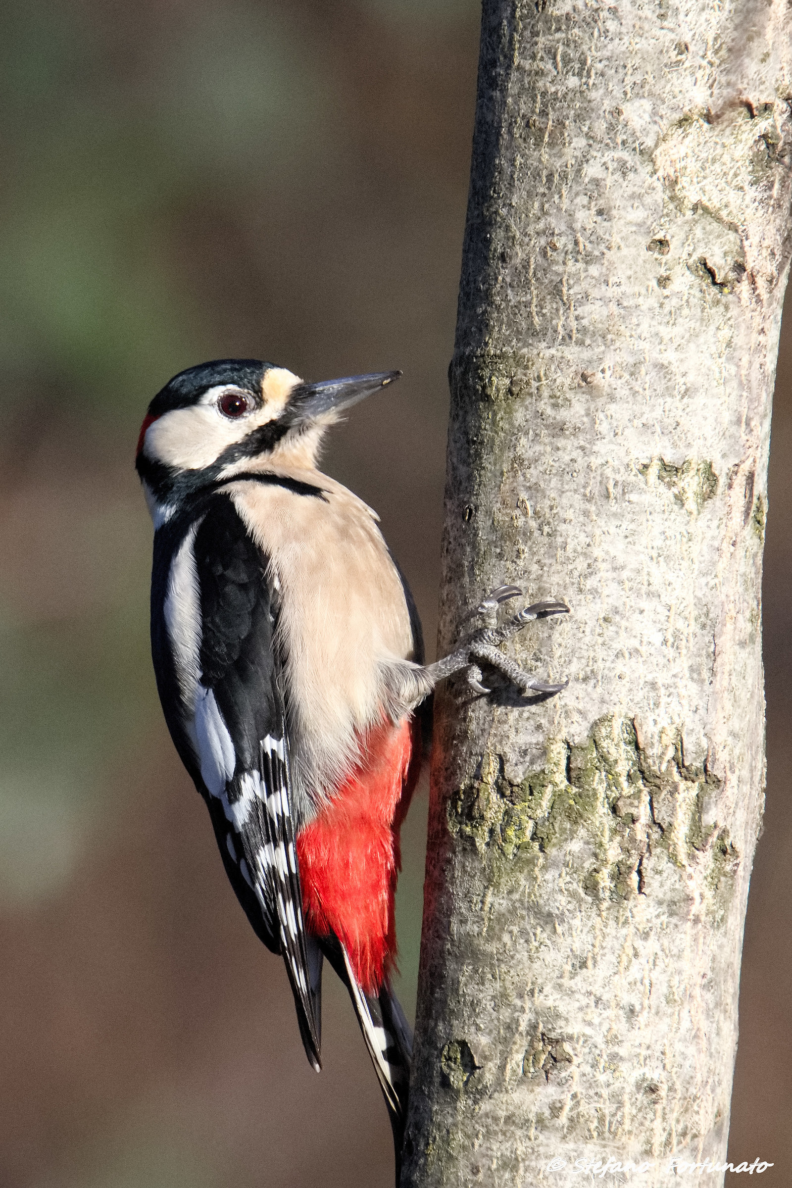 Big Red woodpeckers (M)