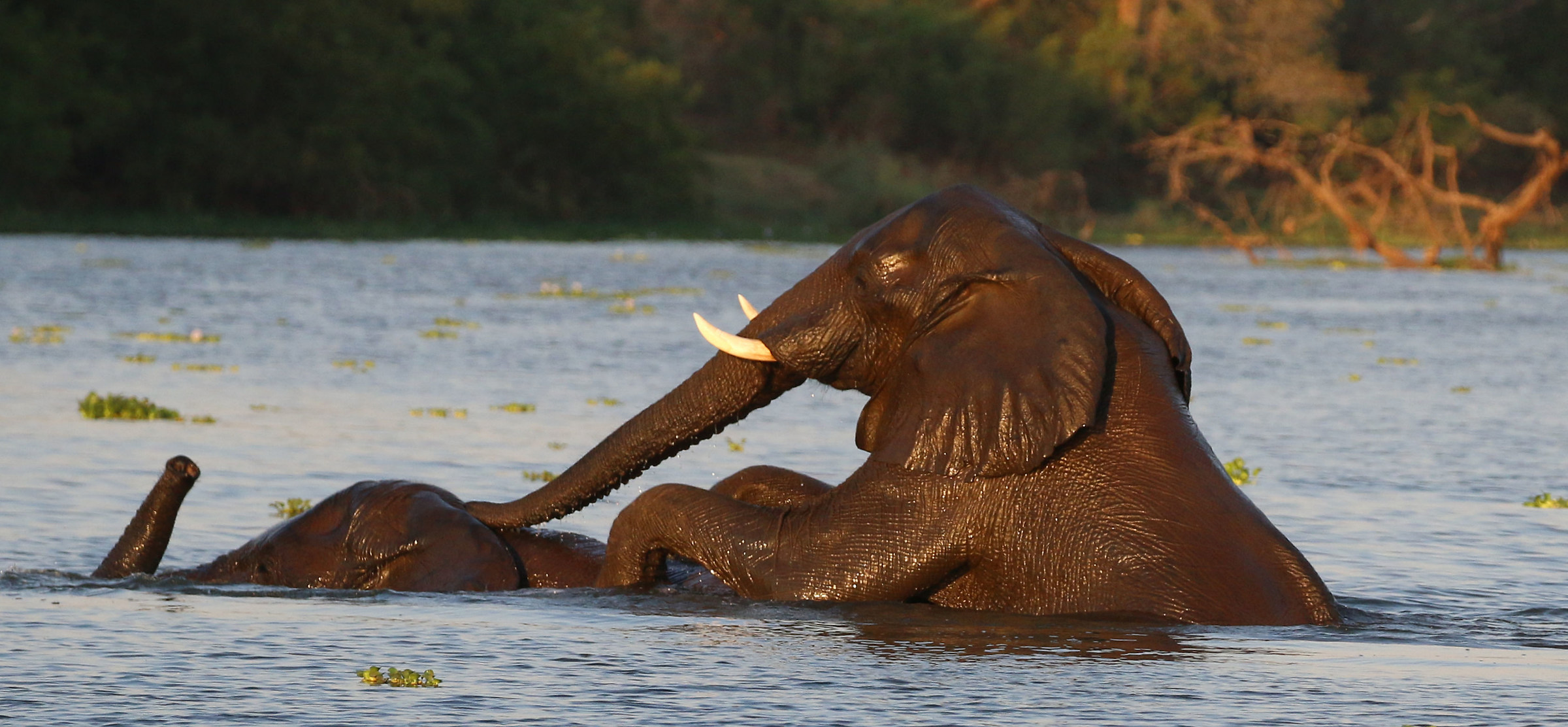 In the water succeeds better!