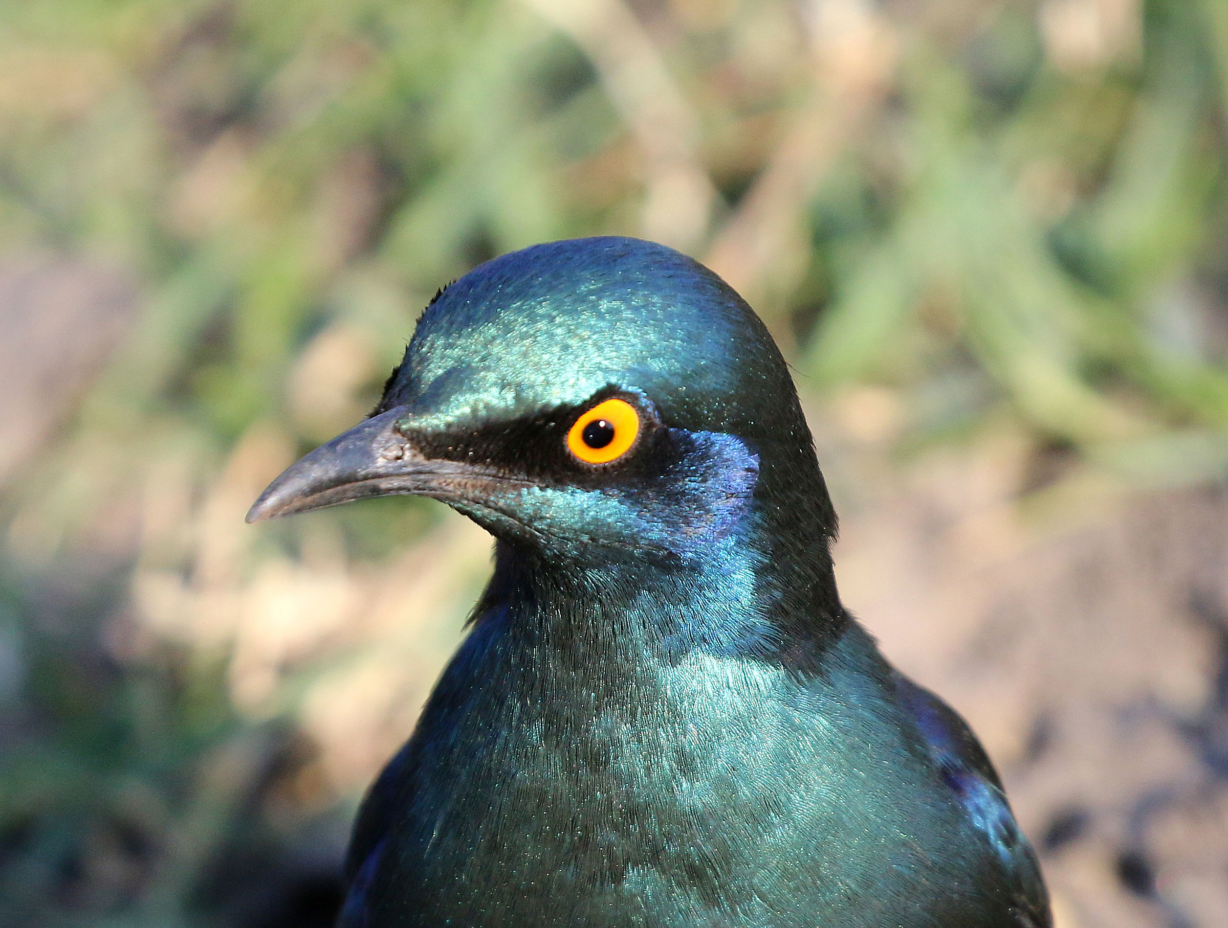 Starning Shining Red Wings