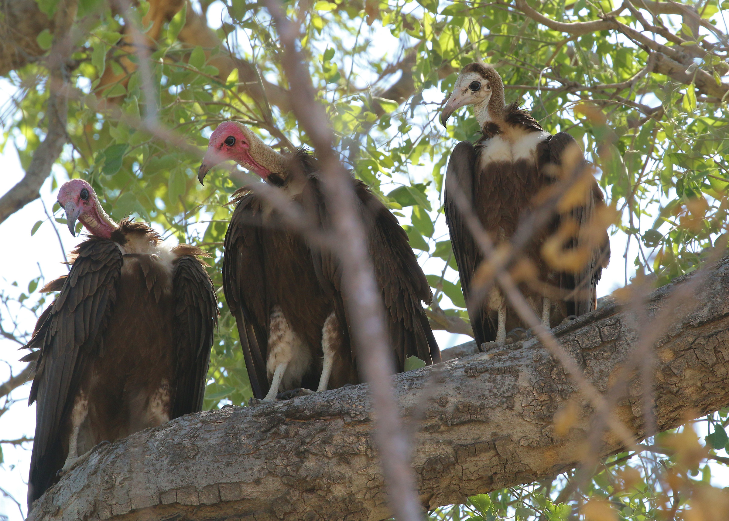 Hooded Vultures