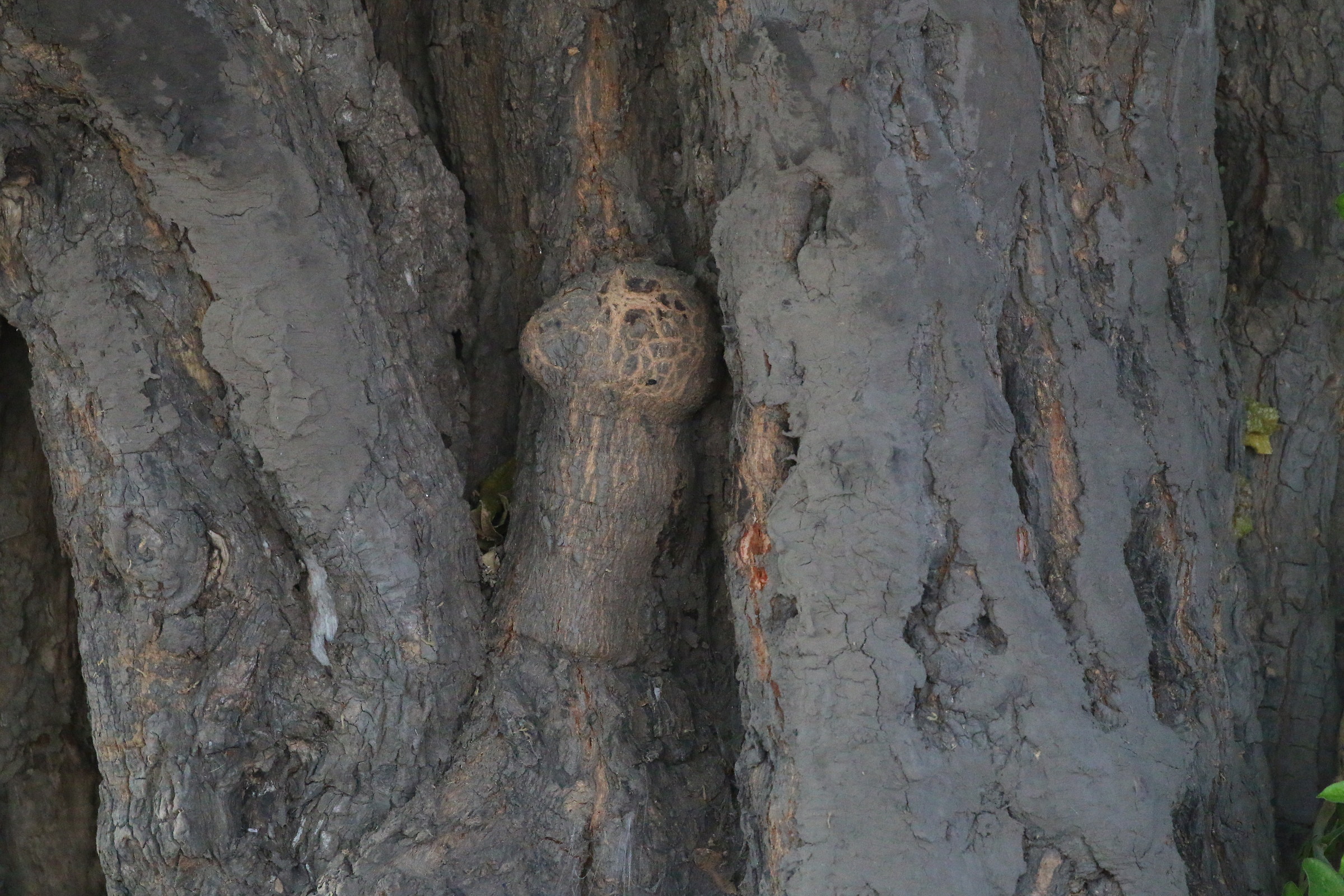 African Anthropomorphic Tree