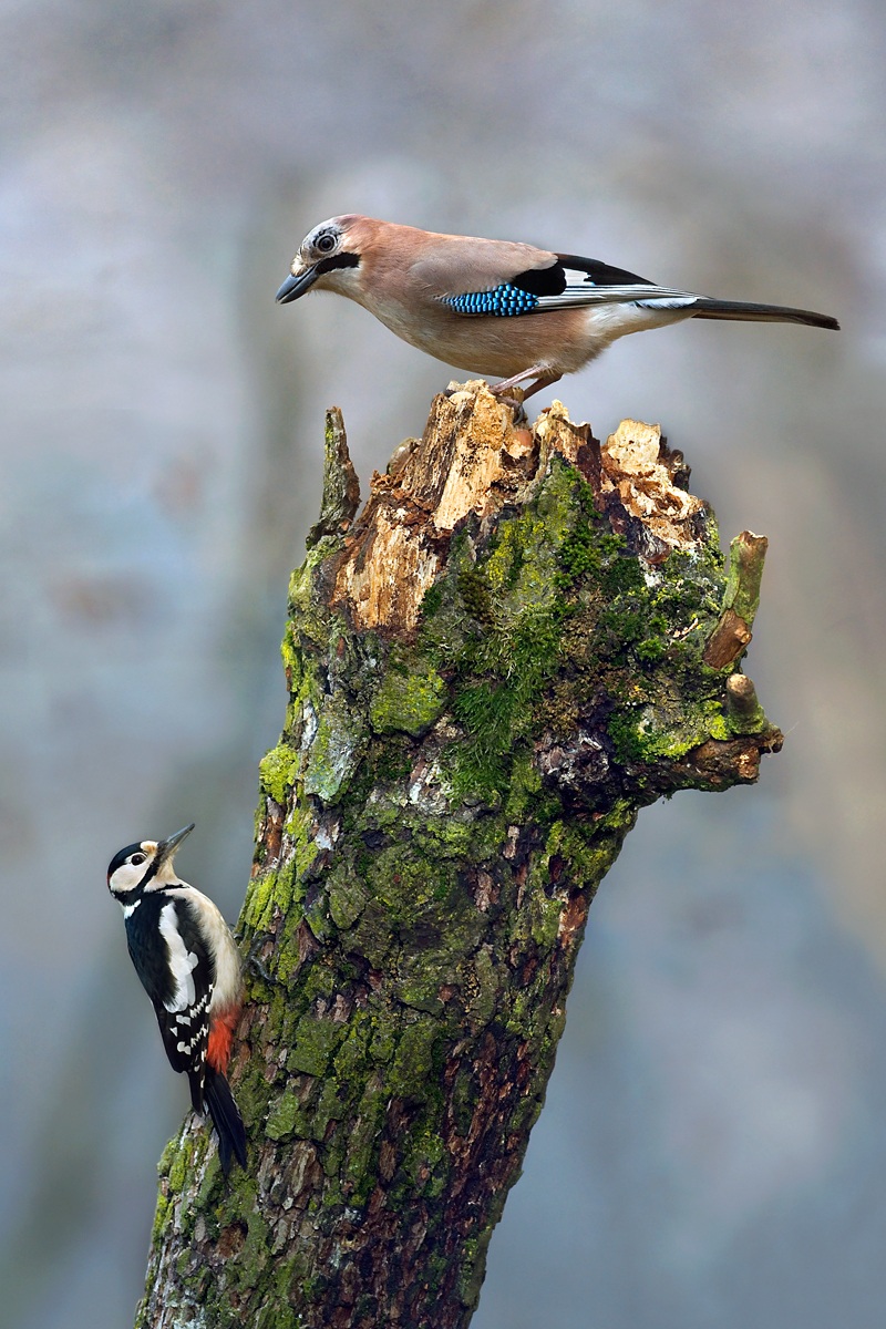 il picchio e la ghiandaia