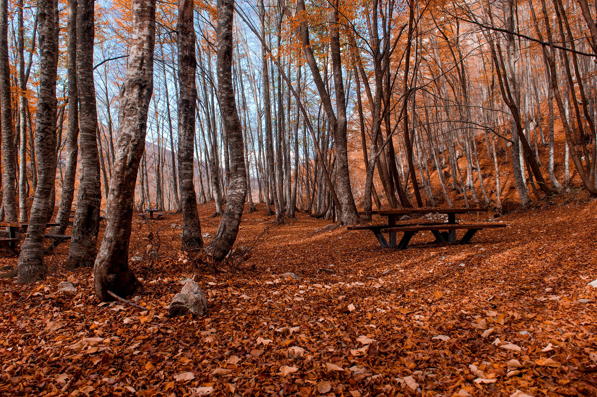 Panchina nella faggeta