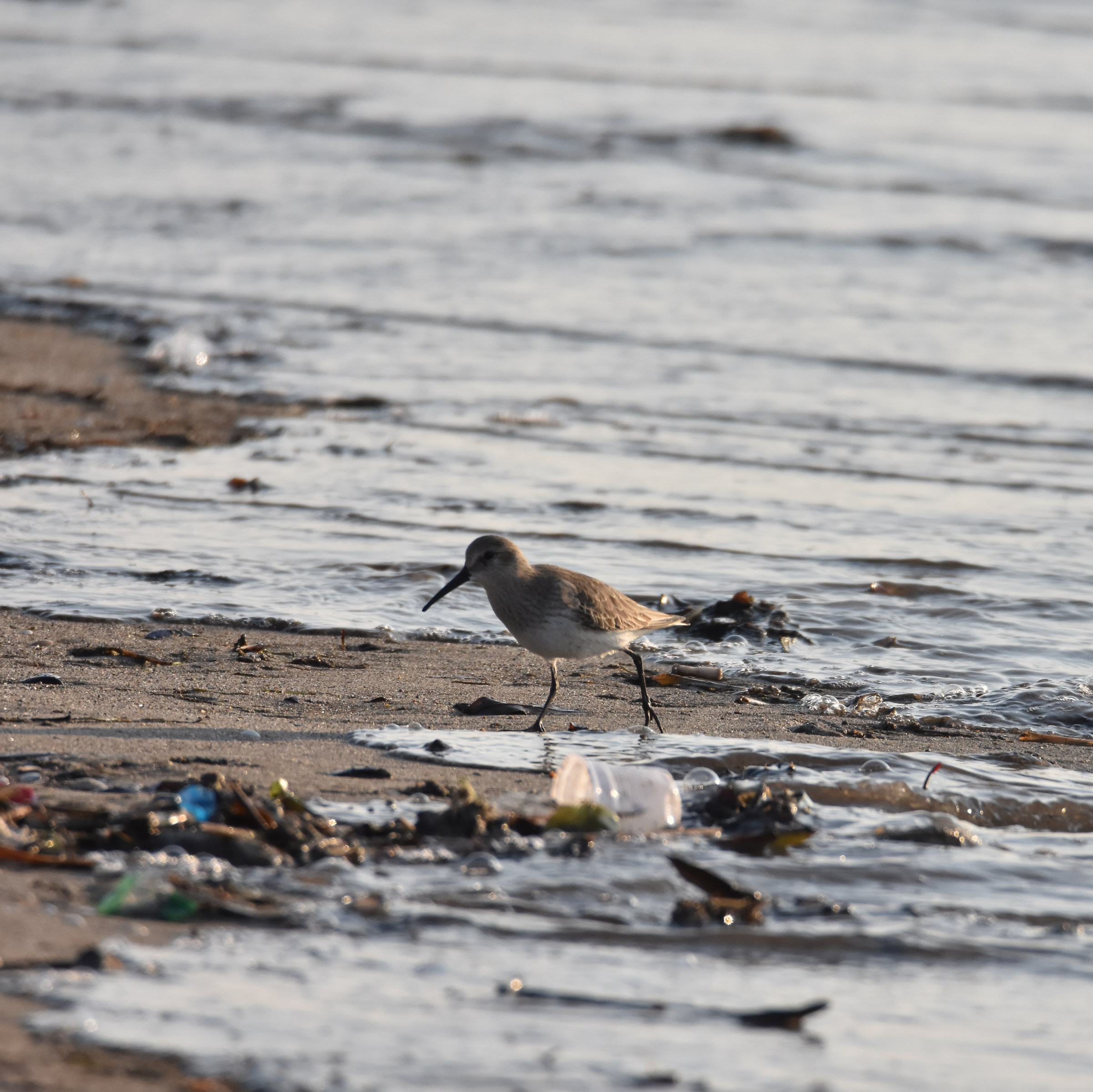 Plastified Piovanello