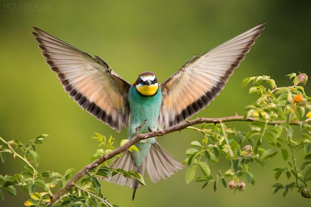 Bee eater