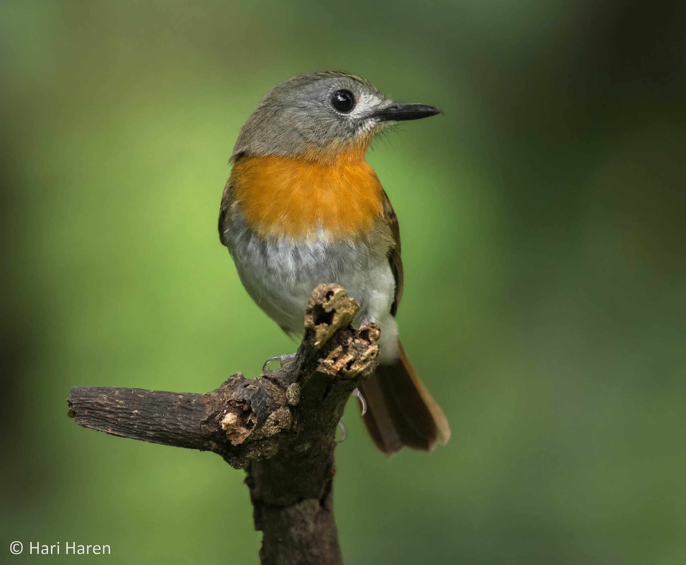White-bellied blue flycatcher female