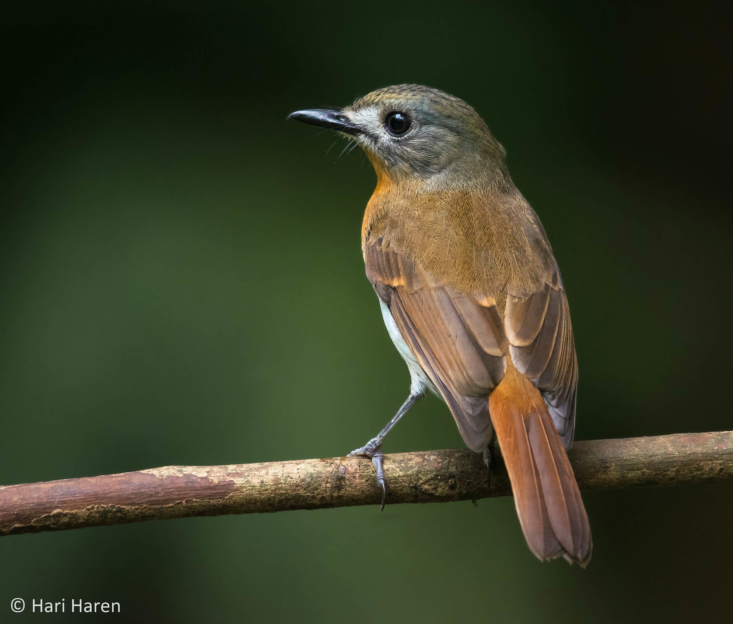 White-bellied blue flycatcher female